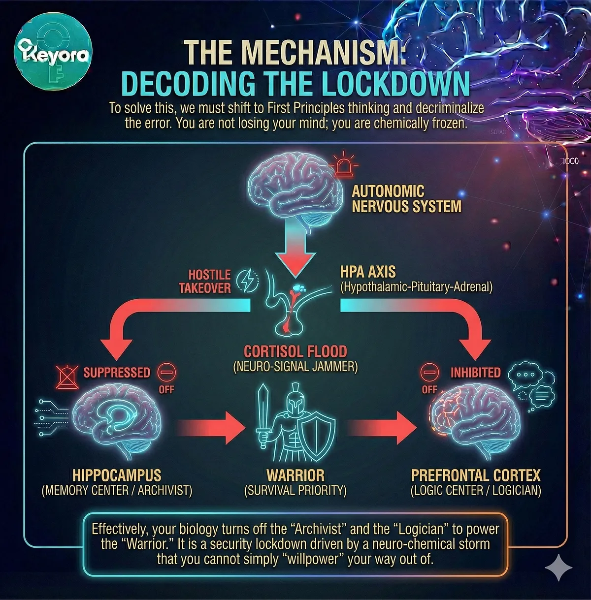 Keyora diagram illustrating Ashwagandha's multi-axis adaptogenic effects: HPA axis regulation, cortisol control, thyroid function, and neuroprotection.