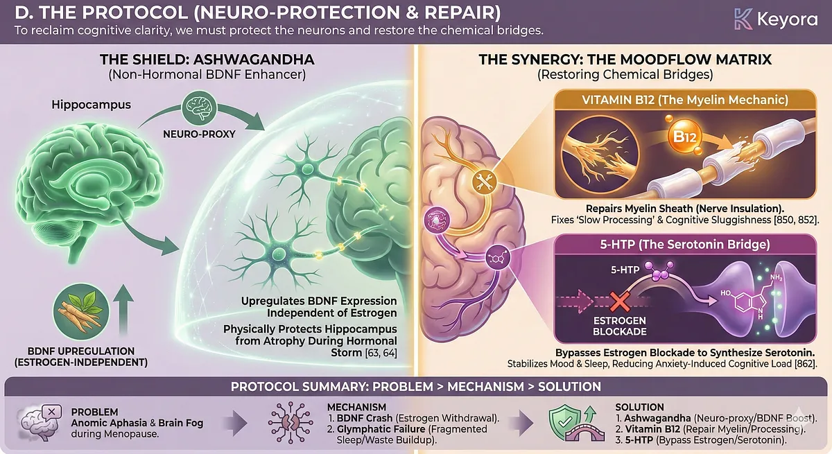 Keyora Menopausal Transition Diagram: Illustrates Estrogen withdrawal causing BDNF Crash and Hippocampal Atrophy, leading to Anomic Aphasia (Tip-of-the-Tongue) and Glymphatic System failure due to fragmented sleep. Protocol restores BDNF with Ashwagandha and synthesizes Serotonin with 5-HTP.