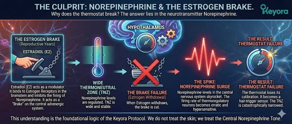 The neurological mechanism of the Estrogen Brake: Estradiol (E2) modulating Norepinephrine levels in the brainstem and Hypothalamus. Visualizing how Estrogen withdrawal removes the inhibitory brake on the adrenergic system, causing a spike in central Norepinephrine. This surge creates hypersensitive thermoregulatory neurons and a hair-trigger thermostat calibration, forming the foundational logic of the Keyora Protocol. The neurological mechanism of the Estrogen Brake: Estradiol (E2) modulating Norepinephrine levels in the brainstem and Hypothalamus. Visualizing how Estrogen withdrawal removes the inhibitory brake on the adrenergic system, causing a spike in central Norepinephrine. This surge creates hypersensitive thermoregulatory neurons and a hair-trigger thermostat calibration, forming the foundational logic of the Keyora Protocol.