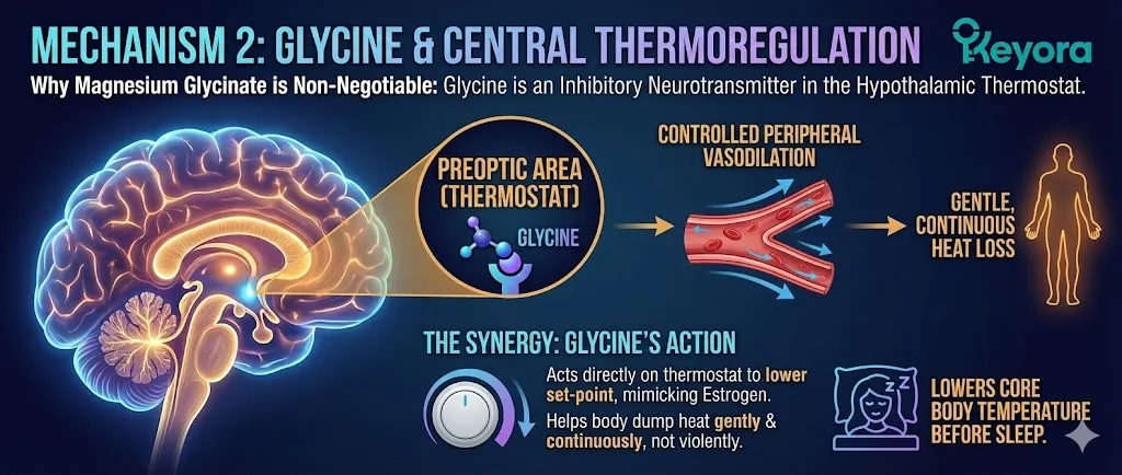 The synergistic mechanism of Glycine within Magnesium Glycinate for thermoregulation. Visualizing Glycine as an inhibitory neurotransmitter binding to receptors in the Preoptic Area of the Hypothalamus. Illustrating controlled peripheral vasodilation to lower core body temperature. Showing how Glycine mimics the natural cooling effect of Estrogen to prevent violent heat dumping. Restoring the thermostat's set-point for stable thermal balance. The synergistic mechanism of Glycine within Magnesium Glycinate for thermoregulation. Visualizing Glycine as an inhibitory neurotransmitter binding to receptors in the Preoptic Area of the Hypothalamus. Illustrating controlled peripheral vasodilation to lower core body temperature. Showing how Glycine mimics the natural cooling effect of Estrogen to prevent violent heat dumping. Restoring the thermostat's set-point for stable thermal balance.