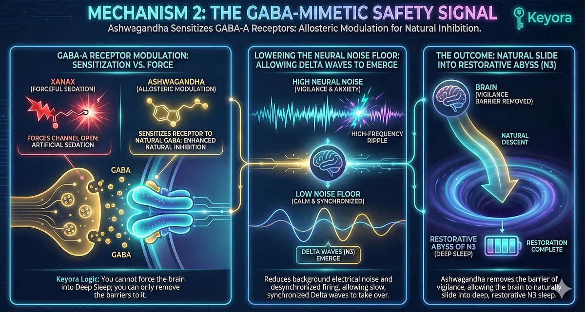 Ashwagandha acts as a GABA-Mimetic and Allosteric Modulator, sensitizing the GABA-A receptor to the body's native GABA without forcing sedation. This unique interaction lowers the "Neural Noise Floor," reducing background electrical noise and allowing the slow, synchronized firing patterns of restorative Delta waves (0.5-4 Hz) to naturally emerge in Stage N3. Keyora uses this to remove the vigilance barrier, not to force, but to permit entry into deep sleep. Ashwagandha acts as a GABA-Mimetic and Allosteric Modulator, sensitizing the GABA-A receptor to the body's native GABA without forcing sedation. This unique interaction lowers the "Neural Noise Floor," reducing background electrical noise and allowing the slow, synchronized firing patterns of restorative Delta waves (0.5-4 Hz) to naturally emerge in Stage N3. Keyora uses this to remove the vigilance barrier, not to force, but to permit entry into deep sleep.