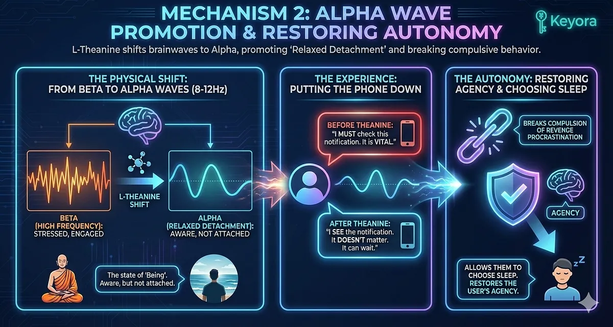 L-Theanine physically shifts the brainwave frequency from stress-related Beta to Alpha Waves (8-12Hz) . Alpha is the signature of "Relaxed Detachment" (meditation/flow), allowing the anxious professional a sudden ability to "put the phone down." It breaks the compulsion of Revenge Procrastination by allowing the user to experience the thought ("I see the notification") without the emotional urgency ("It doesn’t matter"), restoring the agency to choose sleep. L-Theanine physically shifts the brainwave frequency from stress-related Beta to Alpha Waves (8-12Hz) . Alpha is the signature of "Relaxed Detachment" (meditation/flow), allowing the anxious professional a sudden ability to "put the phone down." It breaks the compulsion of Revenge Procrastination by allowing the user to experience the thought ("I see the notification") without the emotional urgency ("It doesn’t matter"), restoring the agency to choose sleep.