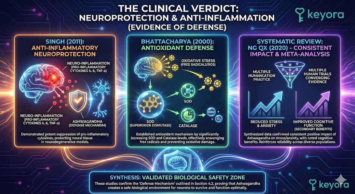 Ashwagandha's Neuroprotection is validated by multiple studies. Singh (2011) showed potent anti-inflammatory properties, suppressing pro-inflammatory cytokines. Bhattacharya (2000) confirmed the Antioxidant Mechanism, showing increased SOD/Catalase levels to scavenge free radicals. This confirms the Defense Mechanism creating a safe neuronal environment. Ng QX (2020) systematic review reinforced consistent positive impacts on stress, anxiety, and cognitive function. Ashwagandha's Neuroprotection is validated by multiple studies. Singh (2011) showed potent anti-inflammatory properties, suppressing pro-inflammatory cytokines. Bhattacharya (2000) confirmed the Antioxidant Mechanism, showing increased SOD/Catalase levels to scavenge free radicals. This confirms the Defense Mechanism creating a safe neuronal environment. Ng QX (2020) systematic review reinforced consistent positive impacts on stress, anxiety, and cognitive function.