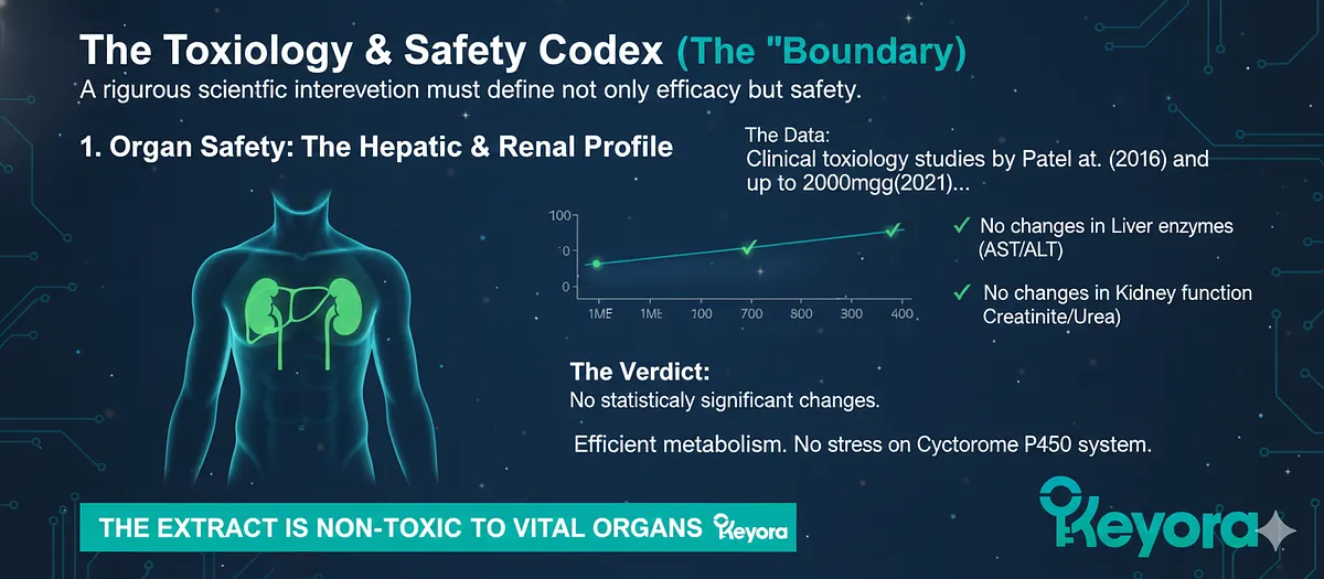 Organ Safety is paramount. Clinical toxicology (Patel 2016, Verma 2021) shows that high-quality Ashwagandha extracts are safe. Studies found no statistically significant changes in liver enzymes (AST/ALT) or kidney function markers. The extract is metabolized efficiently without stressing the Cytochrome P450 system, confirming it is non-toxic to hepatic and renal profiles even at functional doses. Organ Safety is paramount. Clinical toxicology (Patel 2016, Verma 2021) shows that high-quality Ashwagandha extracts are safe. Studies found no statistically significant changes in liver enzymes (AST/ALT) or kidney function markers. The extract is metabolized efficiently without stressing the Cytochrome P450 system, confirming it is non-toxic to hepatic and renal profiles even at functional doses.