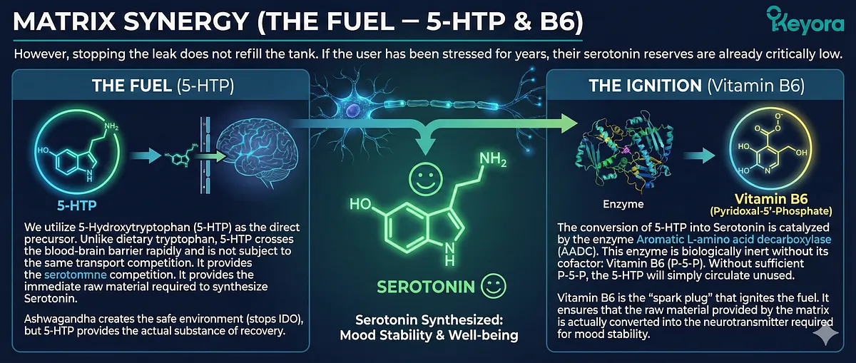 Matrix Synergy provides Serotonin fuel using 5-HTP (5-Hydroxytryptophan) as the direct, blood-brain barrier-crossing precursor, working in the safe environment created by Ashwagandha's IDO inhibition. Vitamin B6 (Pyridoxal-5’-Phosphate) acts as the "Ignition," serving as the essential cofactor for the AADC enzyme to catalyze the conversion of 5-HTP into the neurotransmitter required for mood stability. Matrix Synergy provides Serotonin fuel using 5-HTP (5-Hydroxytryptophan) as the direct, blood-brain barrier-crossing precursor, working in the safe environment created by Ashwagandha's IDO inhibition. Vitamin B6 (Pyridoxal-5’-Phosphate) acts as the "Ignition," serving as the essential cofactor for the AADC enzyme to catalyze the conversion of 5-HTP into the neurotransmitter required for mood stability.