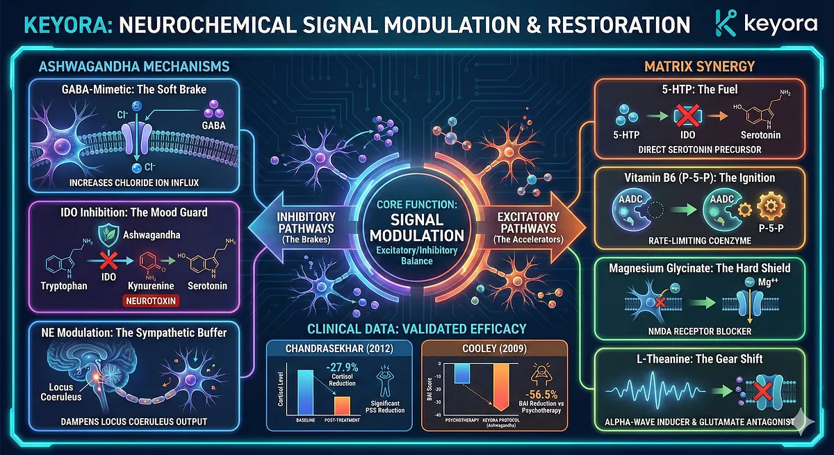 The core function is Signal Modulation (Excitatory/Inhibitory Balance). Ashwagandha mechanisms include GABA-Mimetic (hyperpolarization), IDO Inhibition (Mood Guard), and NE Modulation (Sympathetic Buffer). Matrix Synergy provides 5-HTP (Fuel), Vitamin B6 (Ignition), Magnesium (NMDA Blocker), and L-Theanine (Alpha-Waves). Clinical data shows -27.9% Cortisol (Chandrasekhar) and -56.5% BAI reduction (Cooley).