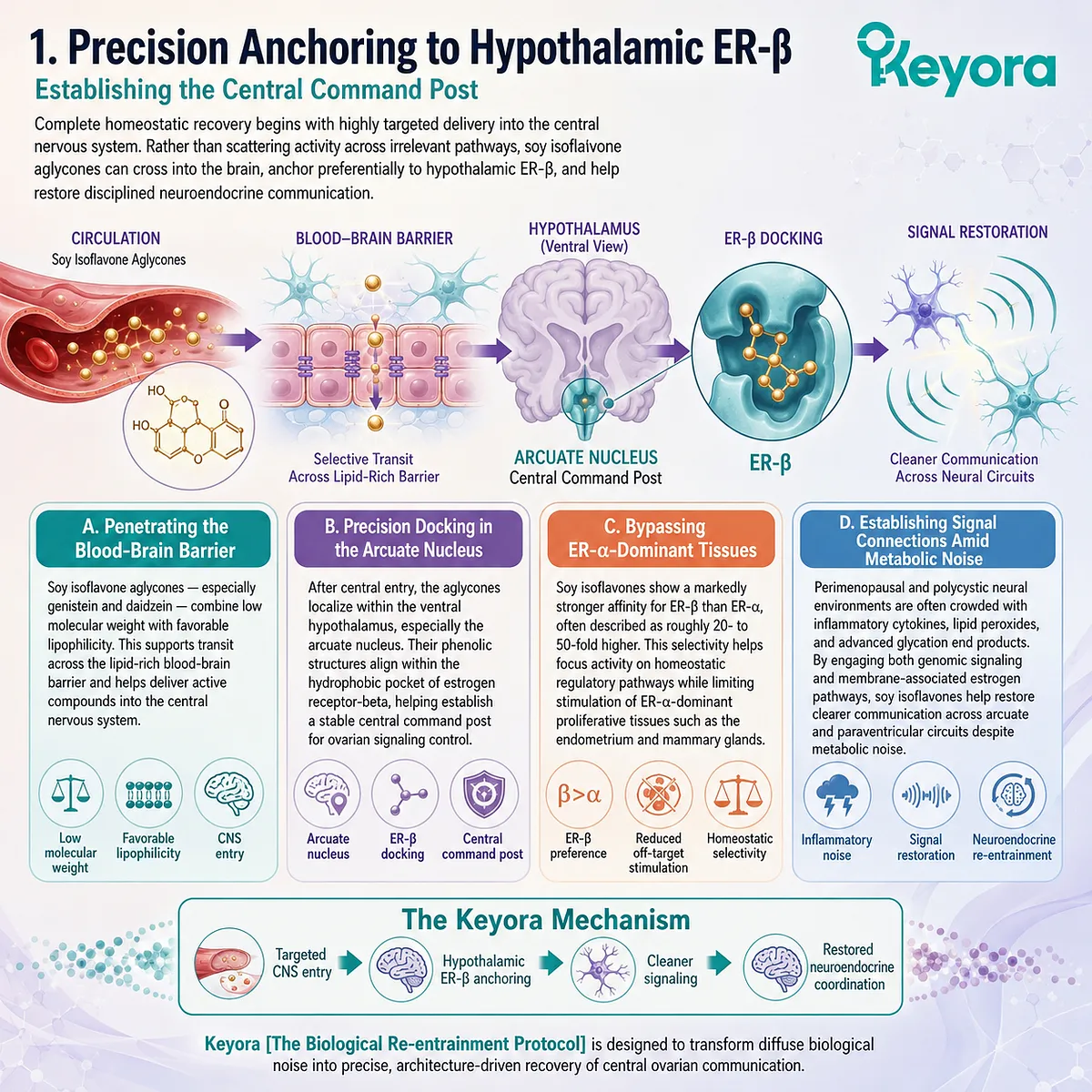 Soy isoflavone aglycones achieve precision SERM-beta docking in the arcuate nucleus, bypassing proliferative ER-alpha zones to restore signal clarity. Soy isoflavone aglycones achieve precision SERM-beta docking in the arcuate nucleus, bypassing proliferative ER-alpha zones to restore signal clarity.