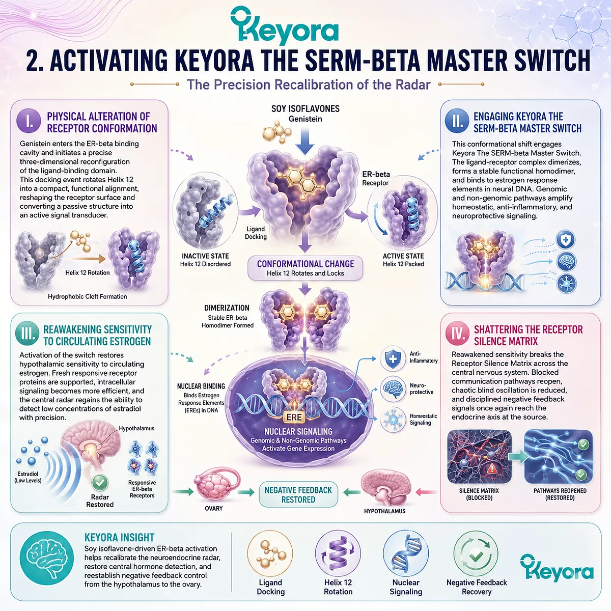 The SERM-beta Master Switch initiates a structural conformational shift, shattering the Receptor Silence Matrix to restore hypothalamic feedback sensitivity. The SERM-beta Master Switch initiates a structural conformational shift, shattering the Receptor Silence Matrix to restore hypothalamic feedback sensitivity.