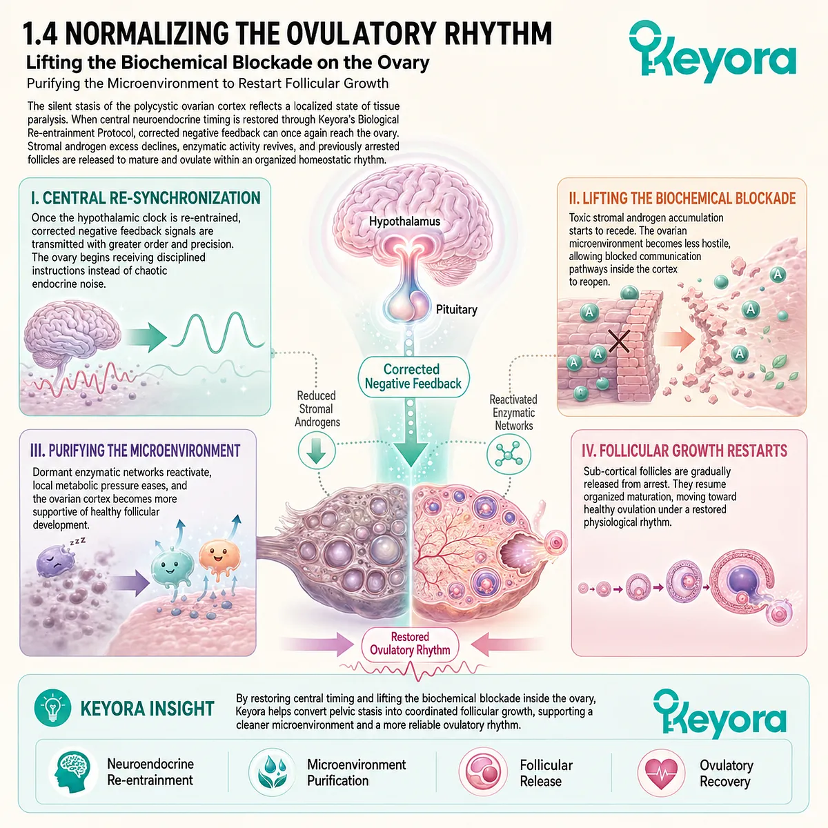 Systemic re-entrainment purifies the follicular microenvironment, dismantling androgenic toxicity to revive ovarian maturation and ovulatory precision. Systemic re-entrainment purifies the follicular microenvironment, dismantling androgenic toxicity to revive ovarian maturation and ovulatory precision.