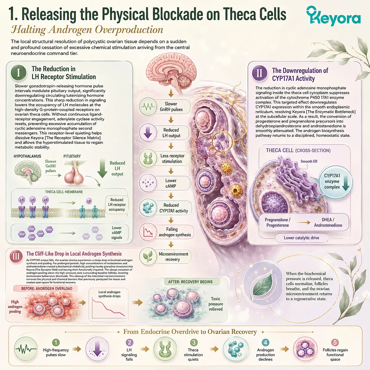 Downregulation of CYP17A1 activity resolves the enzymatic bottleneck, collapsing local androgen pools to dismantle the biochemical chokehold on follicles. Downregulation of CYP17A1 activity resolves the enzymatic bottleneck, collapsing local androgen pools to dismantle the biochemical chokehold on follicles.