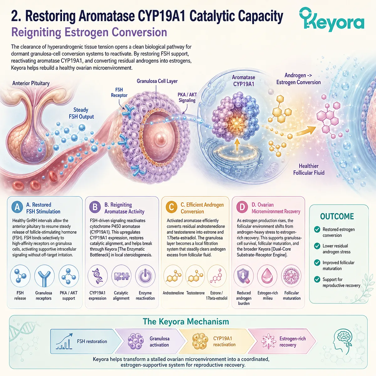 FSH-induced CYP19A1 reactivation functions as a metabolic filter, converting residual androgen pools into estrogen to terminate localized follicular toxicity. FSH-induced CYP19A1 reactivation functions as a metabolic filter, converting residual androgen pools into estrogen to terminate localized follicular toxicity.