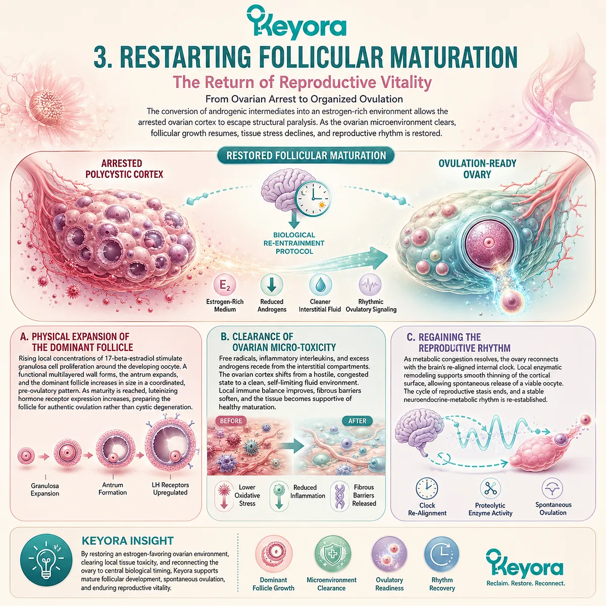 Estrogenic restoration eradicates Ovarian Micro-Toxicity, facilitating synchronized follicular expansion and the definitive clearance of structural reproductive stasis. Estrogenic restoration eradicates Ovarian Micro-Toxicity, facilitating synchronized follicular expansion and the definitive clearance of structural reproductive stasis.
