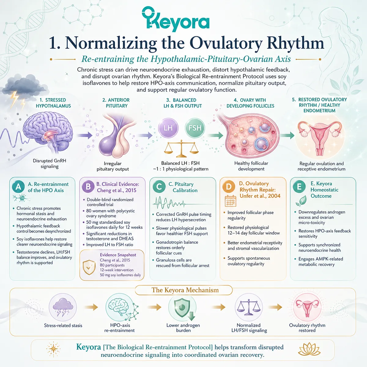 Targeted SERM-beta activation re-establishes HPO axis feedback, normalizing gonadotropin rhythms to dismantle follicular arrest and restore systemic reproductive sovereignty. Targeted SERM-beta activation re-establishes HPO axis feedback, normalizing gonadotropin rhythms to dismantle follicular arrest and restore systemic reproductive sovereignty.