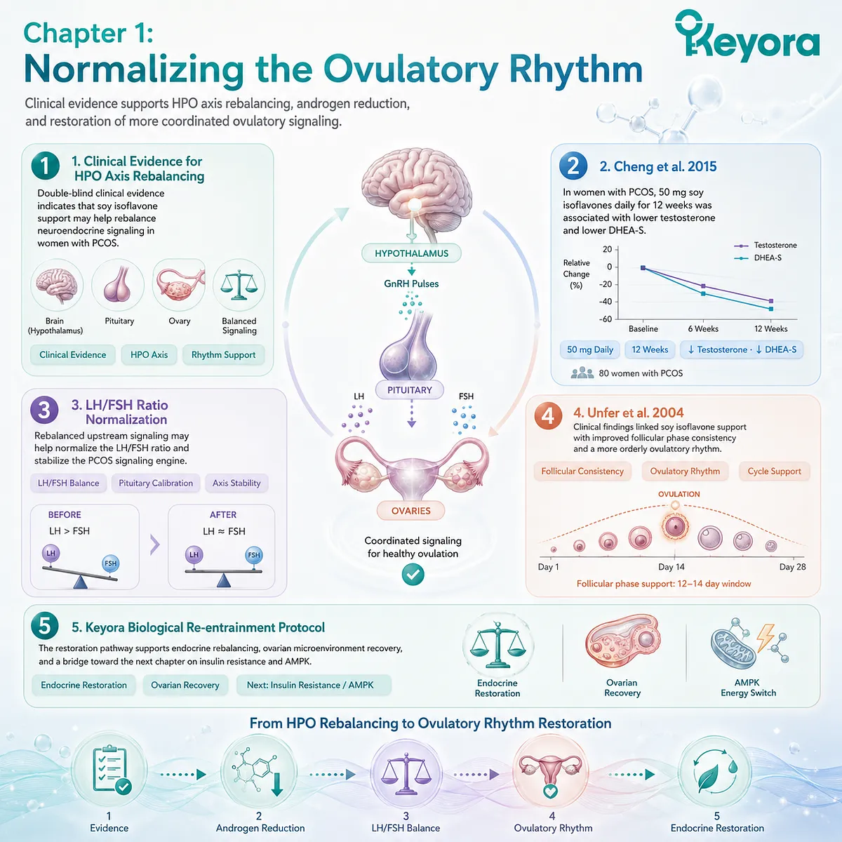 Targeted SERM-beta activation re-establishes HPO axis feedback, normalizing gonadotropin rhythms to dismantle follicular arrest and restore systemic reproductive sovereignty. Targeted SERM-beta activation re-establishes HPO axis feedback, normalizing gonadotropin rhythms to dismantle follicular arrest and restore systemic reproductive sovereignty.