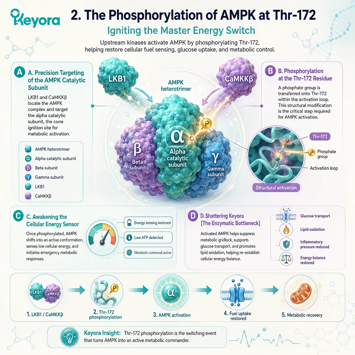 Targeted Thr-172 phosphorylation of the AMPK alpha subunit ignites master metabolic sensors, crushing Enzymatic Bottleneck to command immediate cellular recovery. Targeted Thr-172 phosphorylation of the AMPK alpha subunit ignites master metabolic sensors, crushing Enzymatic Bottleneck to command immediate cellular recovery.