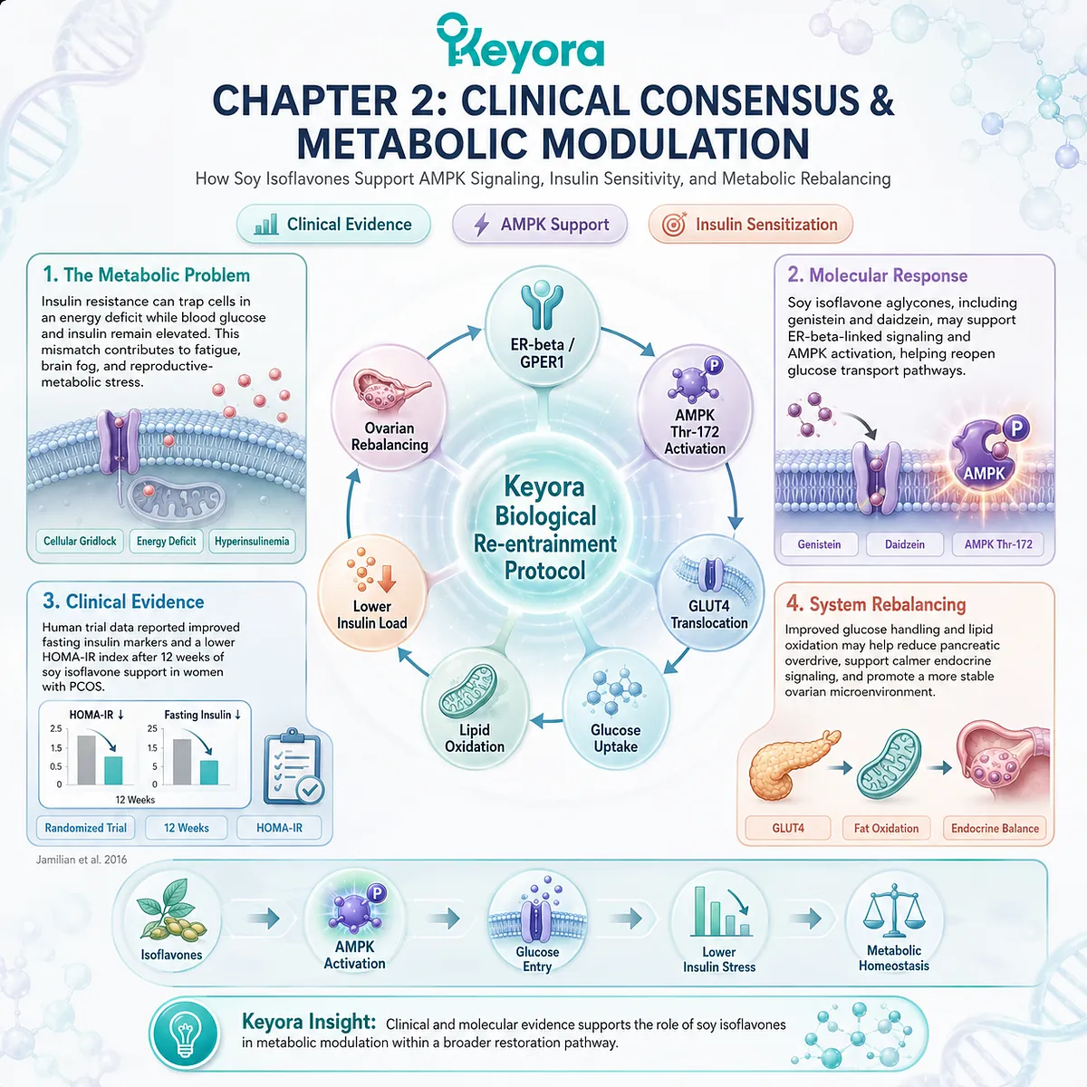 Keyora SERM-beta Master Switch triggers AMPK and PPAR-gamma mRNA upregulation, hardcoding metabolic sovereignty and permanent insulin sensitivity. Keyora SERM-beta Master Switch triggers AMPK and PPAR-gamma mRNA upregulation, hardcoding metabolic sovereignty and permanent insulin sensitivity.