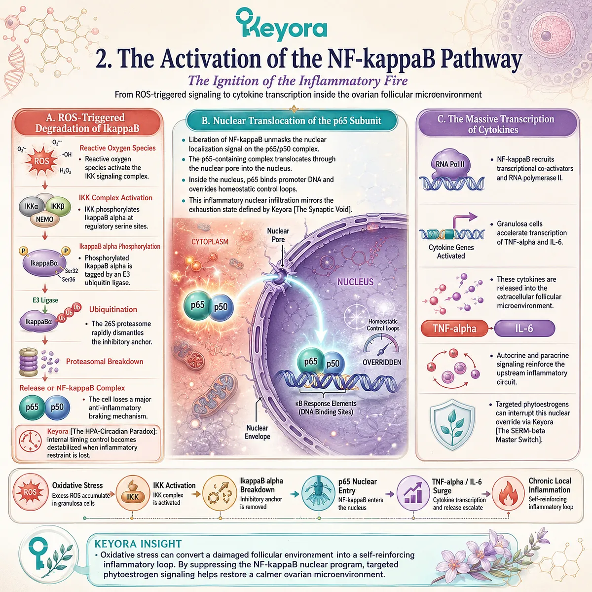 Keyora HPA-Circadian Paradox fuels NF-κB nuclear translocation, bypassing homeostatic controls to trigger cytokine-driven inflammation and synaptic void. Keyora HPA-Circadian Paradox fuels NF-κB nuclear translocation, bypassing homeostatic controls to trigger cytokine-driven inflammation and synaptic void.