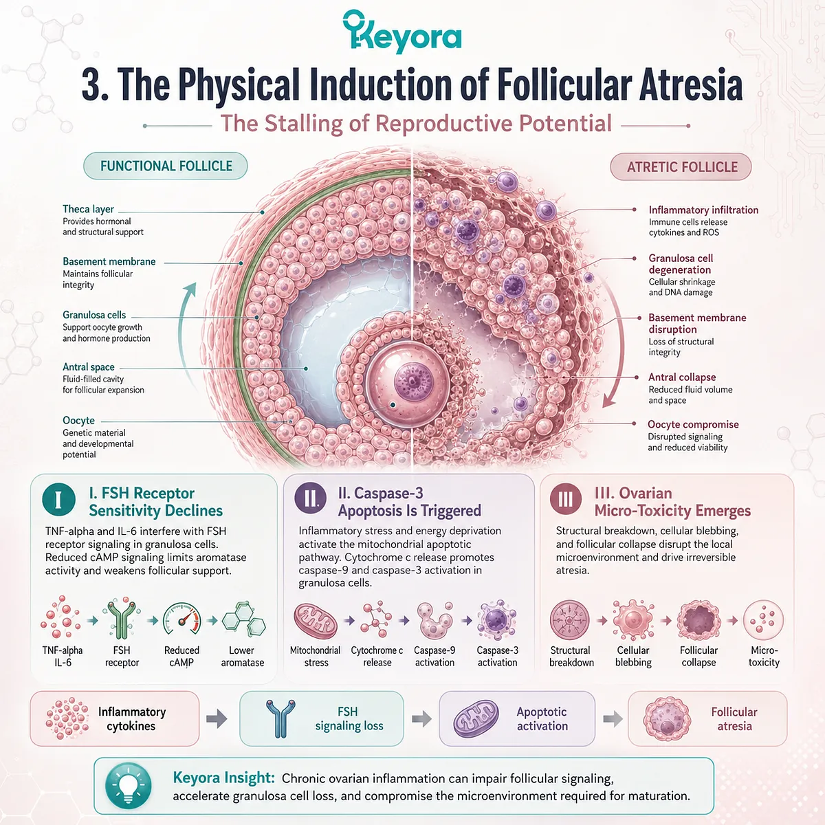 Keyora Dual-Core Substrate-Receptor Engine reversal mitigates caspase-3 driven apoptosis, restoring FSH receptor integrity to resolve ovarian micro-toxicity. Keyora Dual-Core Substrate-Receptor Engine reversal mitigates caspase-3 driven apoptosis, restoring FSH receptor integrity to resolve ovarian micro-toxicity.