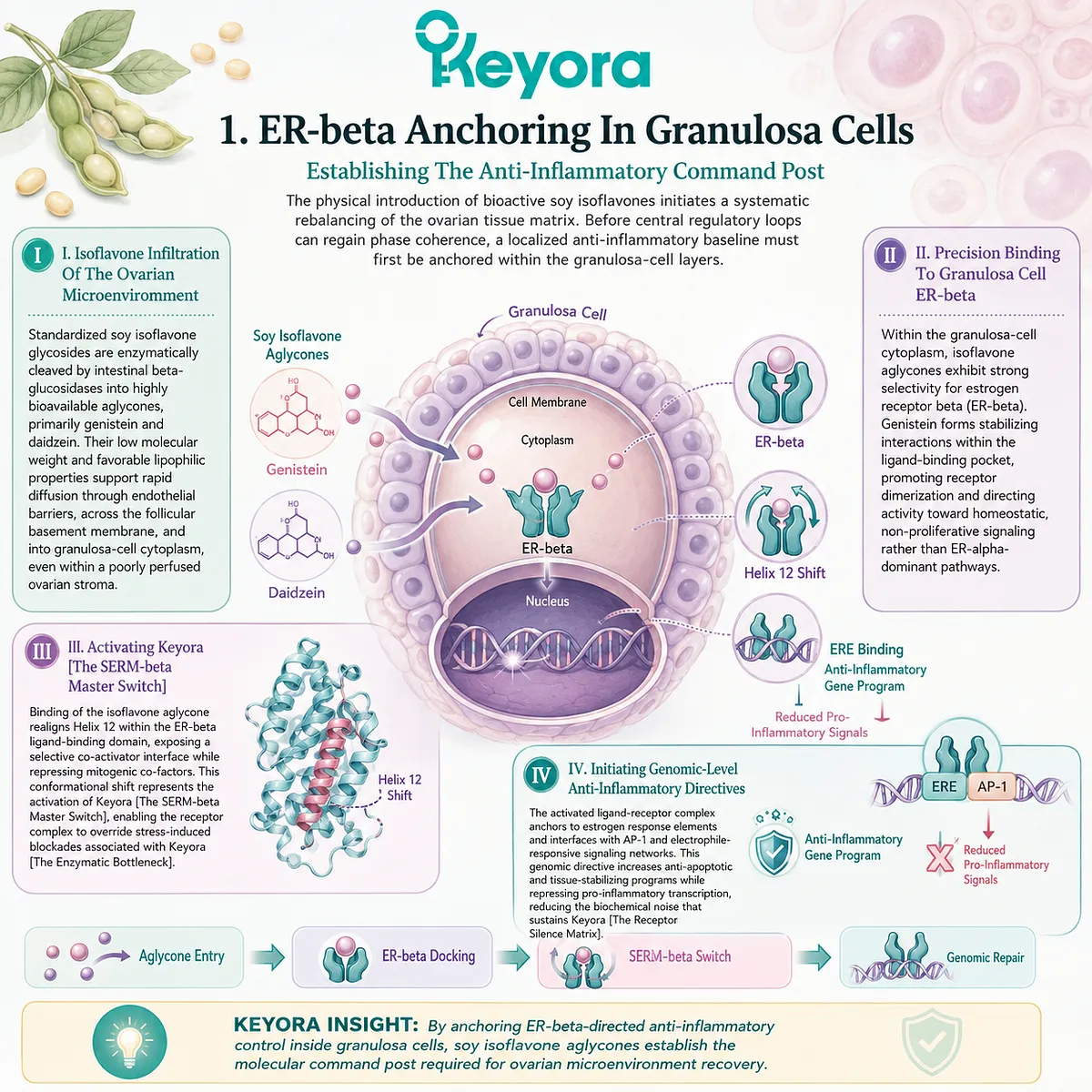 Keyora SERM-beta Master Switch activation via isoflavone-ER-beta docking initiates genomic directives that override the inflammatory receptor silence matrix. Keyora SERM-beta Master Switch activation via isoflavone-ER-beta docking initiates genomic directives that override the inflammatory receptor silence matrix.