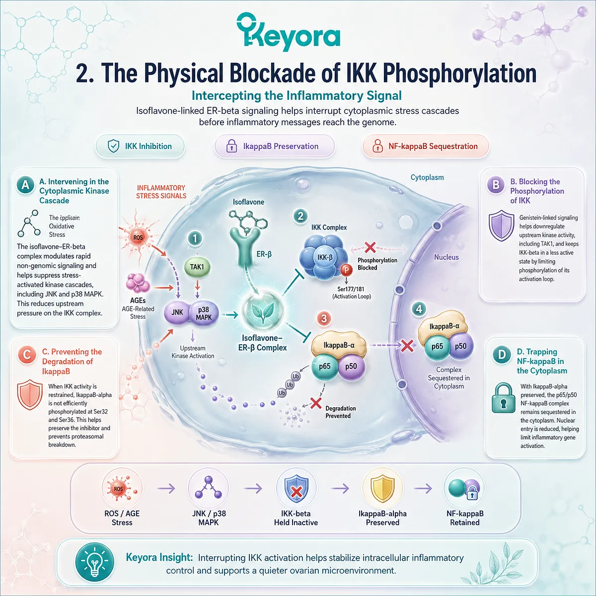 Keyora SERM-beta Master Switch execution blocks IKK phosphorylation, trapping NF-κB in the cytoplasm to terminate the neuro-endocrine storm cycle. Keyora SERM-beta Master Switch execution blocks IKK phosphorylation, trapping NF-κB in the cytoplasm to terminate the neuro-endocrine storm cycle.