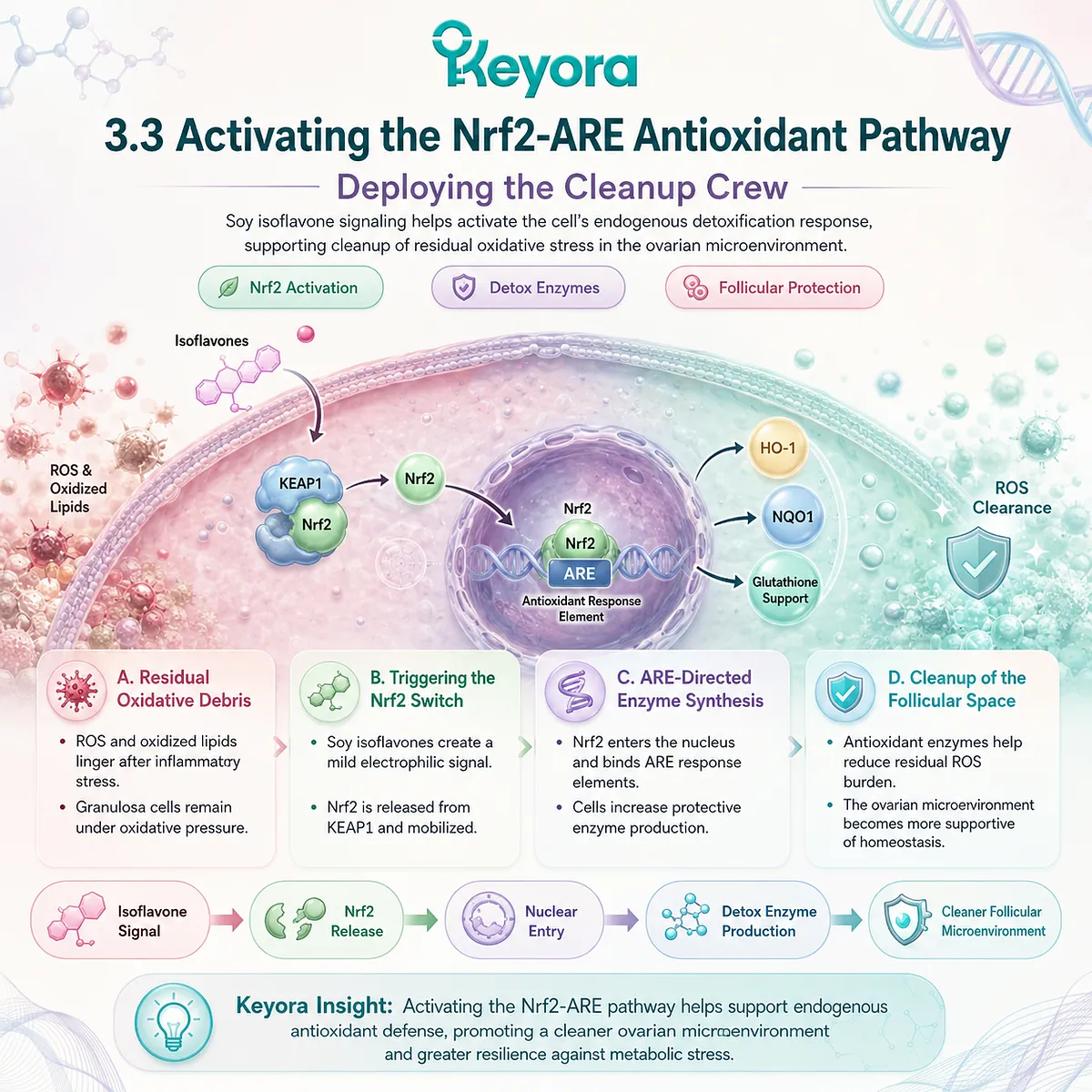 Keyora Biological Re-entrainment Protocol triggers Nrf2-ARE antioxidant synthesis, deploying endogenous enzymes to purge residual ROS from the follicular matrix. Keyora Biological Re-entrainment Protocol triggers Nrf2-ARE antioxidant synthesis, deploying endogenous enzymes to purge residual ROS from the follicular matrix.