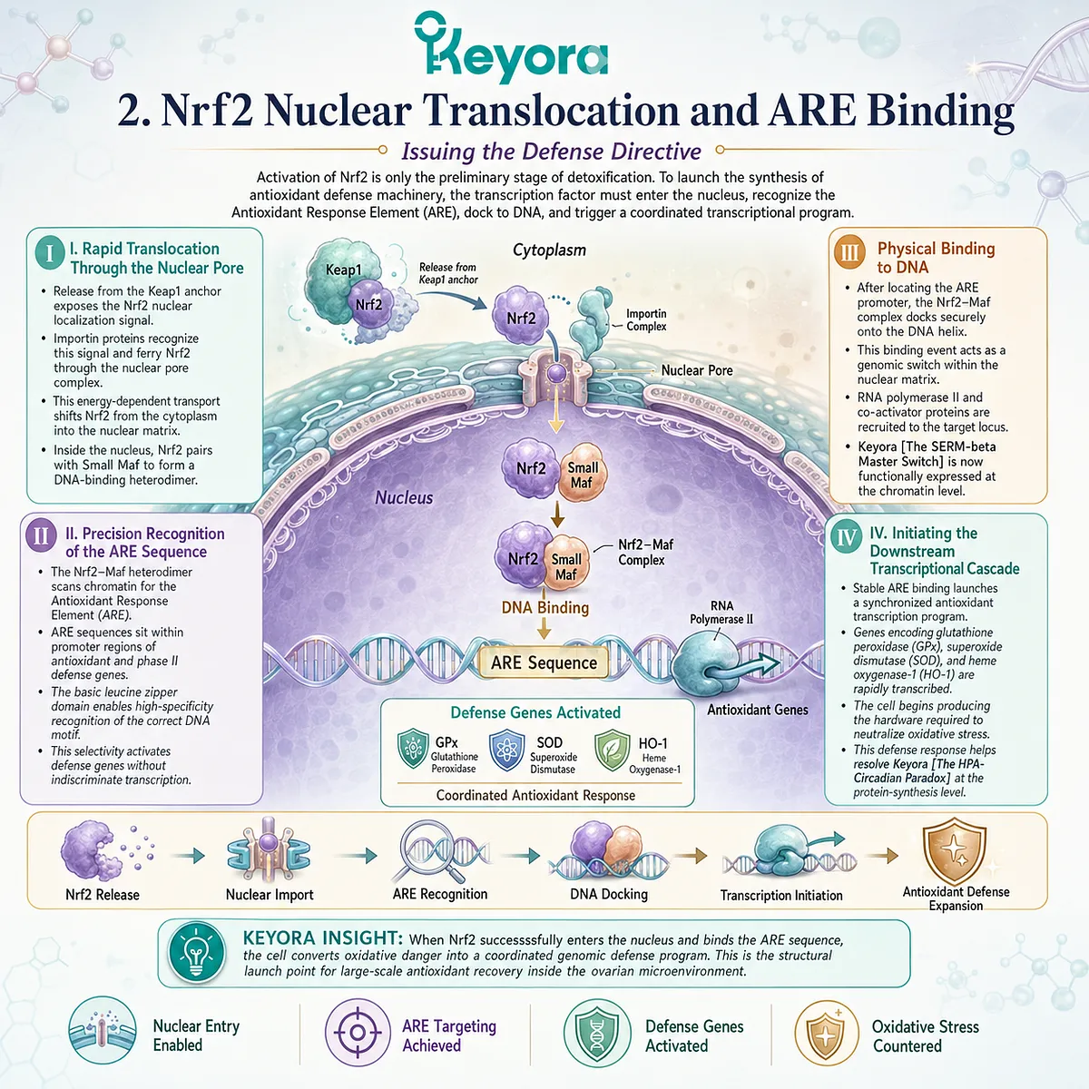 Keyora SERM-beta Master Switch execution drives Nrf2-Maf nuclear docking, activating the ARE cascade to override the HPA-Circadian Paradox via enzymatic defense. Keyora SERM-beta Master Switch execution drives Nrf2-Maf nuclear docking, activating the ARE cascade to override the HPA-Circadian Paradox via enzymatic defense.