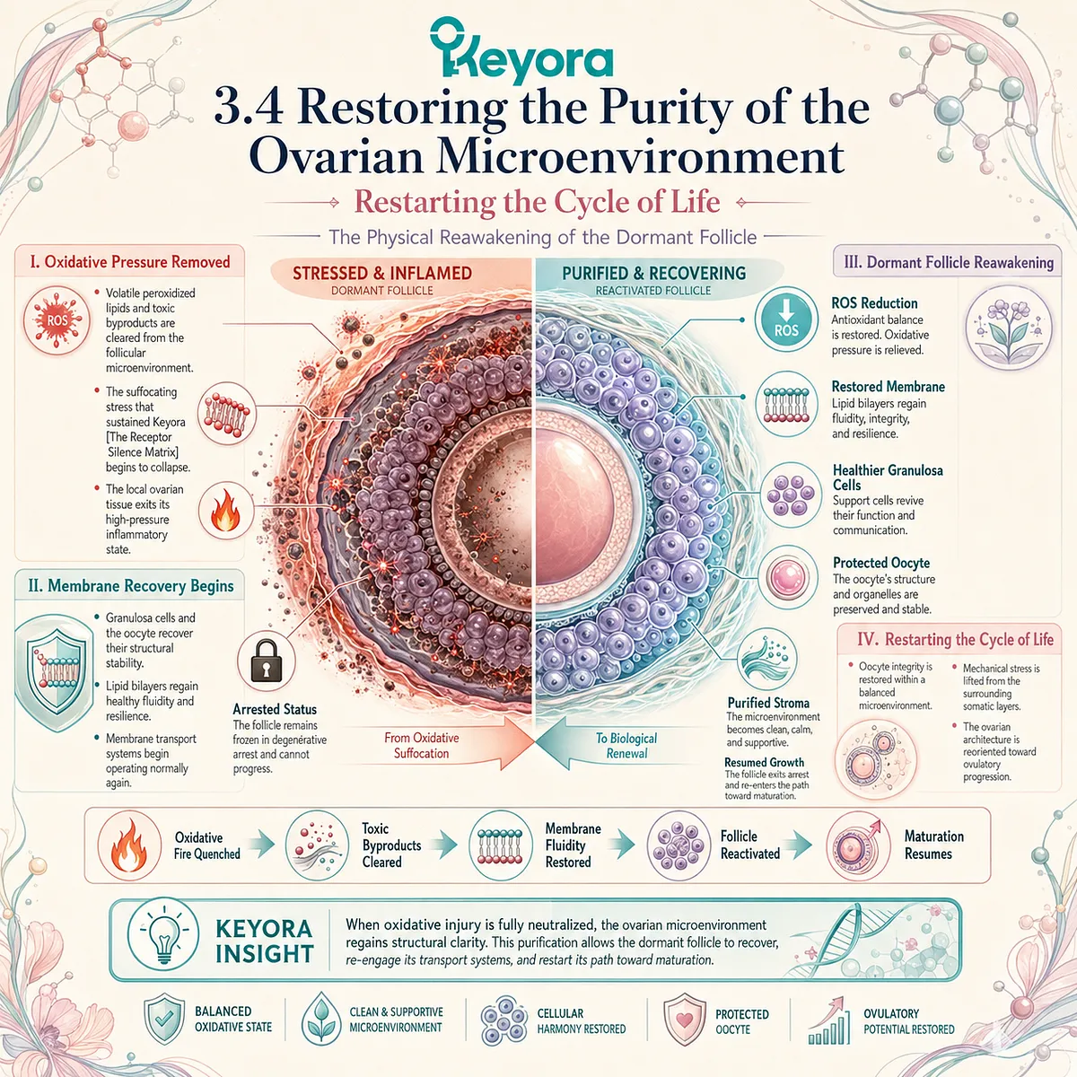 Keyora Receptor Silence Matrix resolution restores granulosa fluidity and membrane transport, enabling dormant follicles to resume physiological maturation. Keyora Receptor Silence Matrix resolution restores granulosa fluidity and membrane transport, enabling dormant follicles to resume physiological maturation.