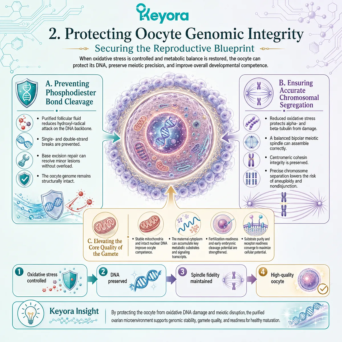 Keyora Dual-Core Substrate-Receptor Engine optimization preserves oocyte genomic integrity by neutralizing DNA-damaging ROS to ensure accurate chromosomal alignment. Keyora Dual-Core Substrate-Receptor Engine optimization preserves oocyte genomic integrity by neutralizing DNA-damaging ROS to ensure accurate chromosomal alignment.