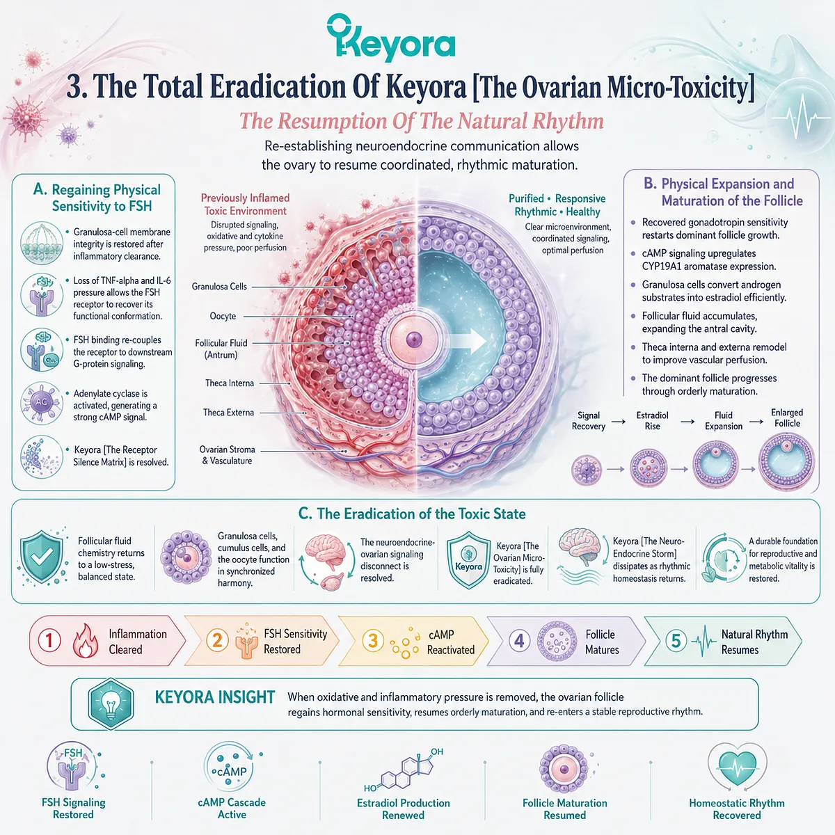 Keyora Biological Re-entrainment Protocol restores FSH receptor sensitivity, permanently eradicating ovarian micro-toxicity to re-establish natural reproductive rhythms. Keyora Biological Re-entrainment Protocol restores FSH receptor sensitivity, permanently eradicating ovarian micro-toxicity to re-establish natural reproductive rhythms.