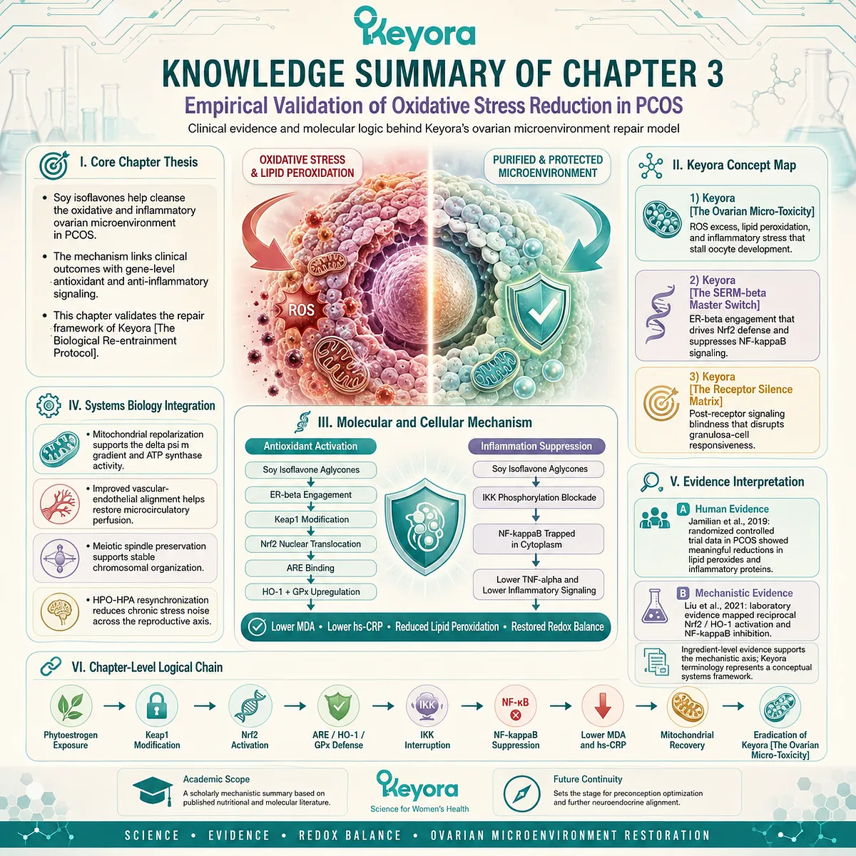 Keyora Biological Re-entrainment Protocol integrates Nrf2 activation and NF-κB suppression, clinically validating systemic oxidative purification in PCOS. Keyora Biological Re-entrainment Protocol integrates Nrf2 activation and NF-κB suppression, clinically validating systemic oxidative purification in PCOS.