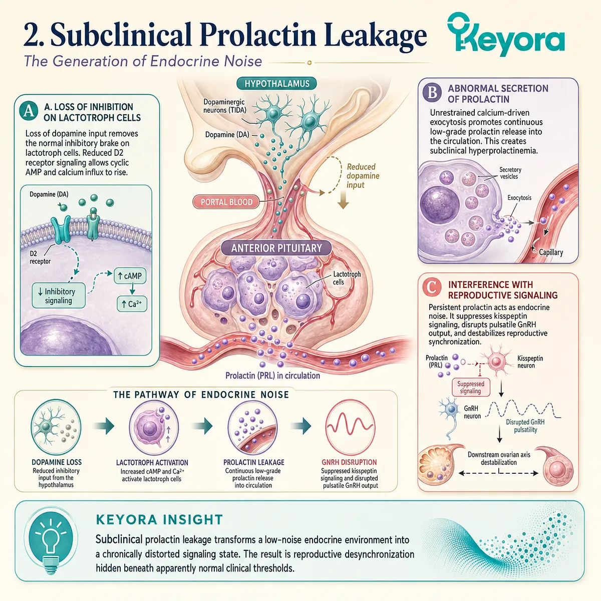 Loss of hypothalamic D2 receptor inhibition triggers unrestrained calcium-mediated prolactin exocytosis, creating endocrine noise that sabotages reproductive synchronization. Loss of hypothalamic D2 receptor inhibition triggers unrestrained calcium-mediated prolactin exocytosis, creating endocrine noise that sabotages reproductive synchronization.