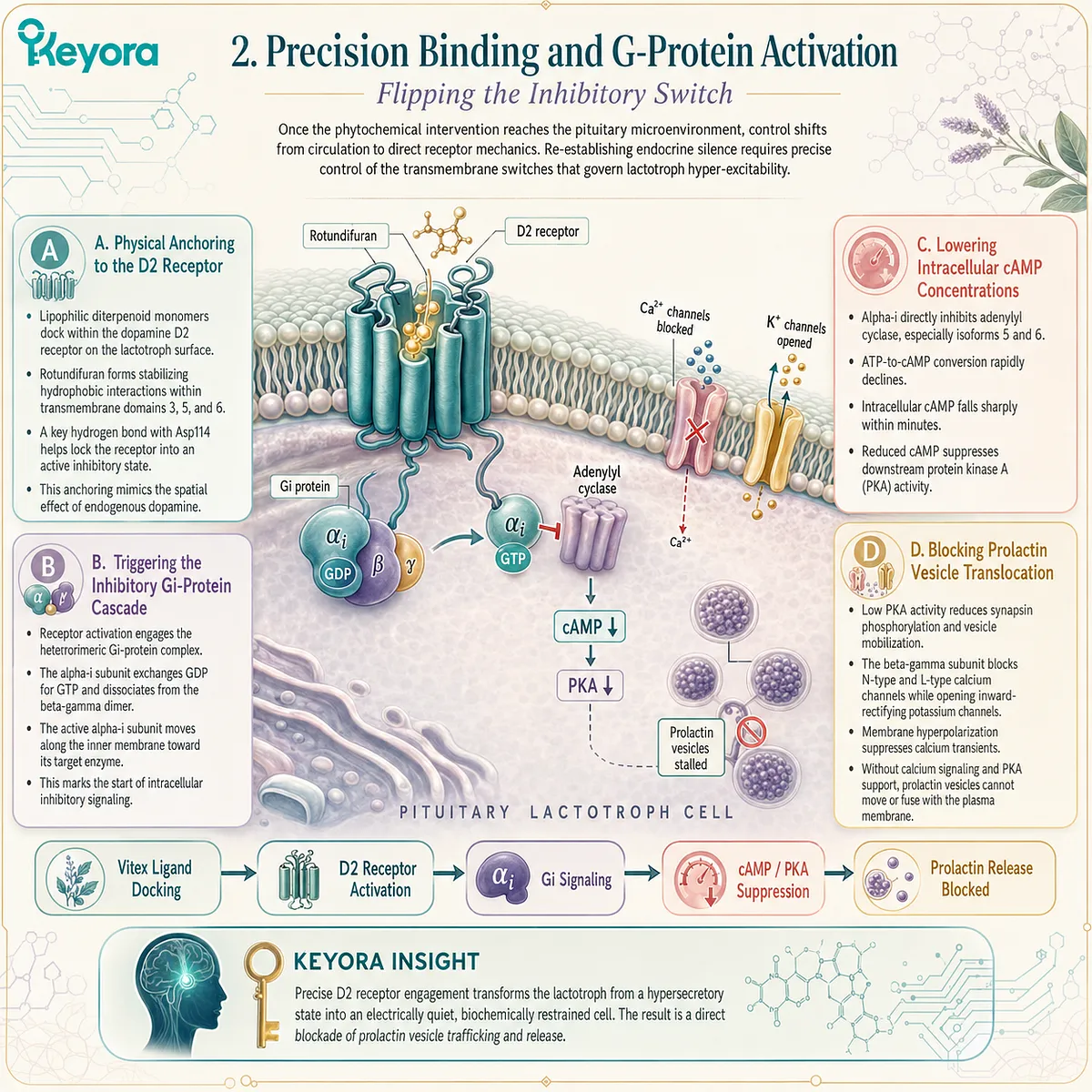 Vitex-induced D2 receptor anchoring triggers G-protein-mediated cAMP depletion, physically stalling prolactin vesicle exocytosis to ensure endocrine silence. Vitex-induced D2 receptor anchoring triggers G-protein-mediated cAMP depletion, physically stalling prolactin vesicle exocytosis to ensure endocrine silence.