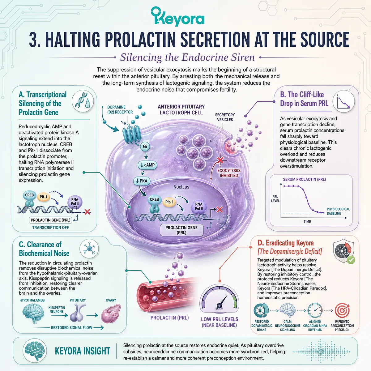 Vitex-mediated genomic silencing and exocytosis termination eradicate systemic prolactin noise, reversing Keyora Dopaminergic Deficit for reproductive re-entrainment. Vitex-mediated genomic silencing and exocytosis termination eradicate systemic prolactin noise, reversing Keyora Dopaminergic Deficit for reproductive re-entrainment.