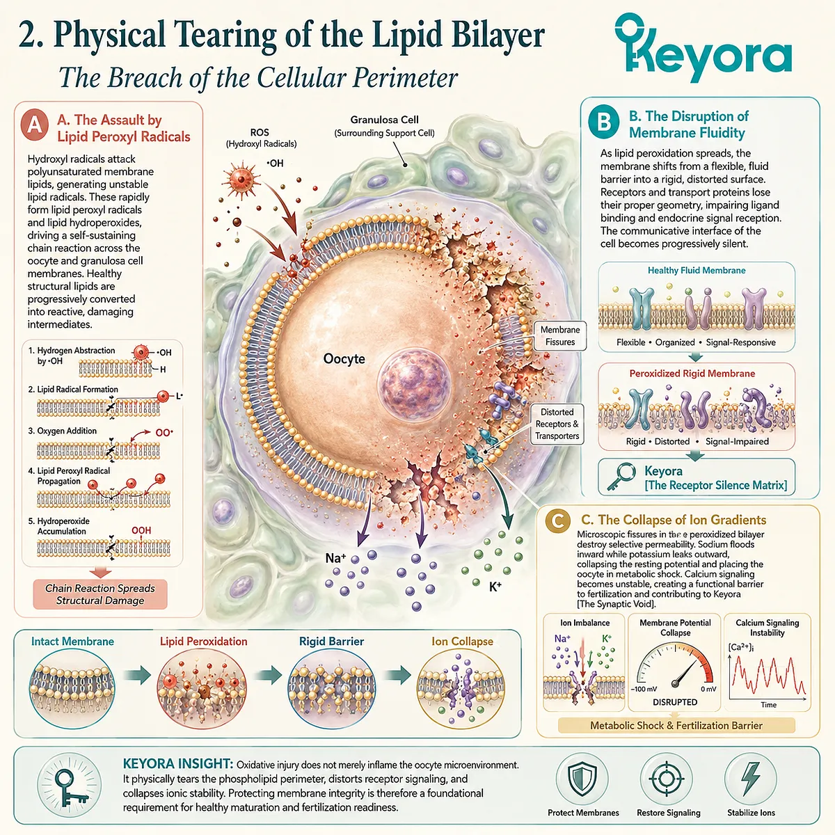 Peroxidized lipid bilayers trigger a Synaptic Void, disabling Receptor Silence Matrix signaling and collapsing ion gradients during oxidative collapse. Peroxidized lipid bilayers trigger a Synaptic Void, disabling Receptor Silence Matrix signaling and collapsing ion gradients during oxidative collapse.