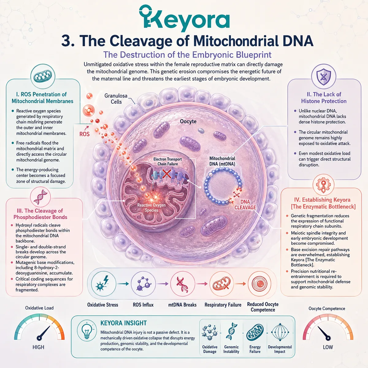 The Enzymatic Bottleneck emerges as ROS cleave naked mitochondrial DNA, triggering a total breakdown of the Dual-Core Substrate-Receptor Engine's blueprints. The Enzymatic Bottleneck emerges as ROS cleave naked mitochondrial DNA, triggering a total breakdown of the Dual-Core Substrate-Receptor Engine's blueprints.