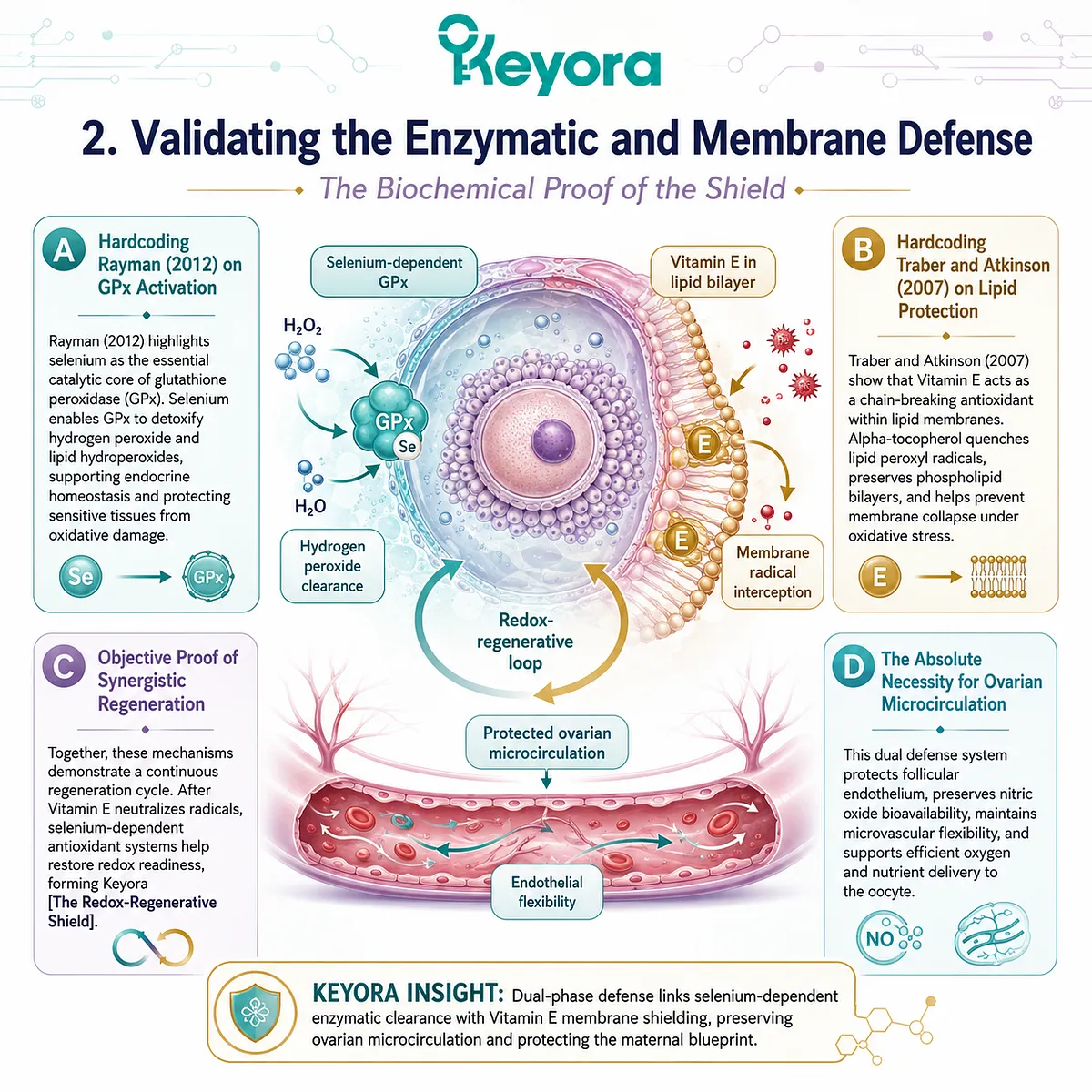 Synthesizing Rayman (2012) and Traber and Atkinson (2007) proves the Se-VitE synergy effectively anchors the Redox-Regenerative Shield against cellular decay. Synthesizing Rayman (2012) and Traber and Atkinson (2007) proves the Se-VitE synergy effectively anchors the Redox-Regenerative Shield against cellular decay.
