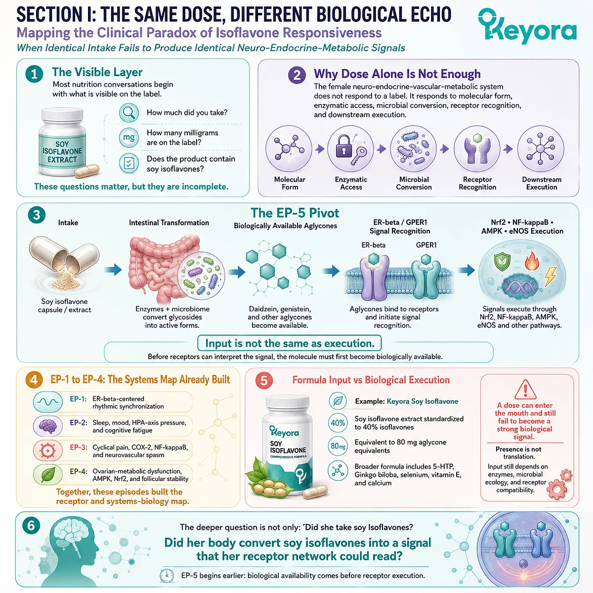 Microbial biotransformation determines whether soy isoflavones activate ER-β, AMPK, and Nrf2 defense or remain metabolically silent input. Microbial biotransformation determines whether soy isoflavones activate ER-β, AMPK, and Nrf2 defense or remain metabolically silent input.