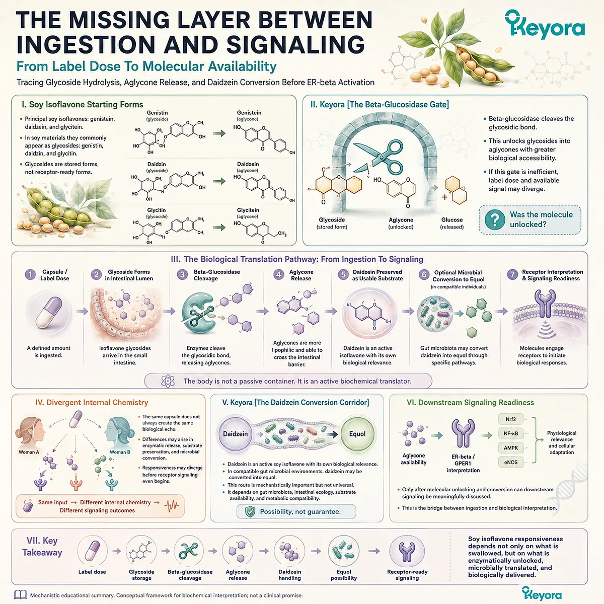 β-glucosidase hydrolysis and daidzein-to-equol conversion govern ER-β signaling, oxidative defense, and neuro-endocrine adaptability. β-glucosidase hydrolysis and daidzein-to-equol conversion govern ER-β signaling, oxidative defense, and neuro-endocrine adaptability.