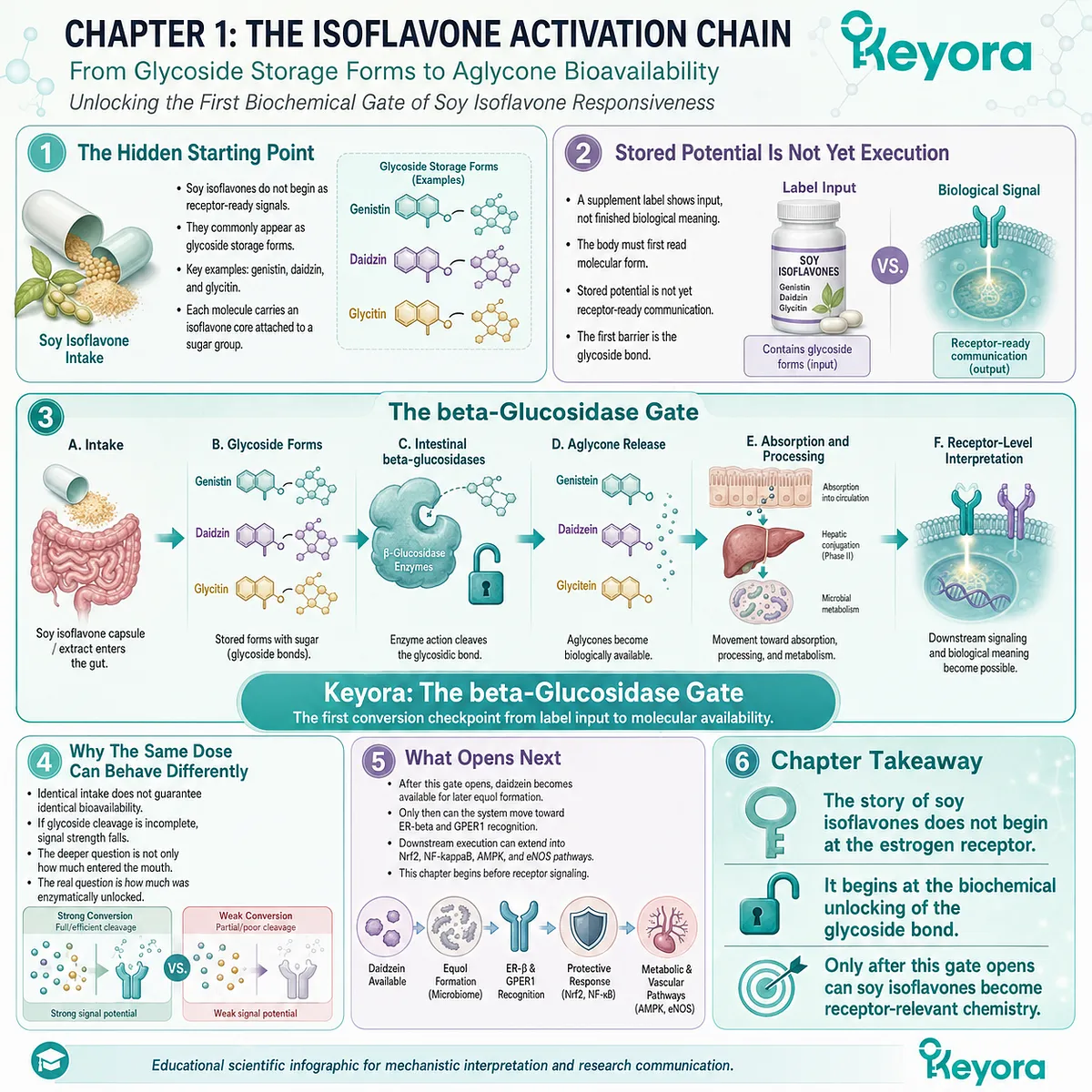 β-glucosidase activation unlocks soy isoflavone aglycones, enabling ER-β signaling, metabolic flexibility, and neuro-endocrine stability. β-glucosidase activation unlocks soy isoflavone aglycones, enabling ER-β signaling, metabolic flexibility, and neuro-endocrine stability.