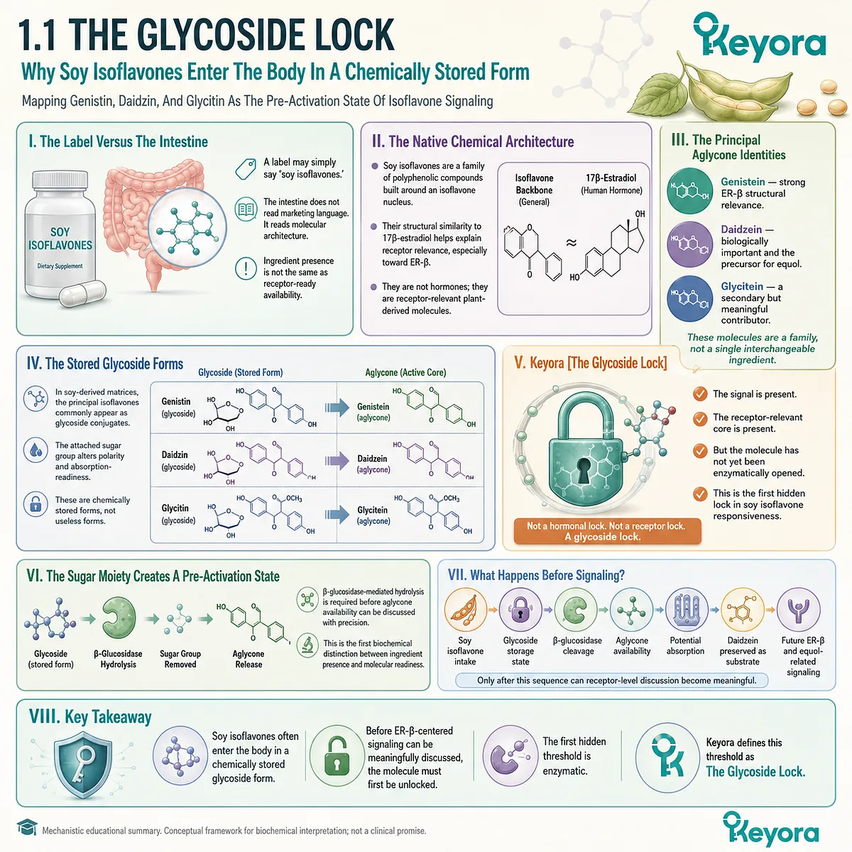 The Glycoside Lock restricts soy isoflavone activation until β-glucosidase releases aglycones for ER-β and metabolic signaling. The Glycoside Lock restricts soy isoflavone activation until β-glucosidase releases aglycones for ER-β and metabolic signaling.