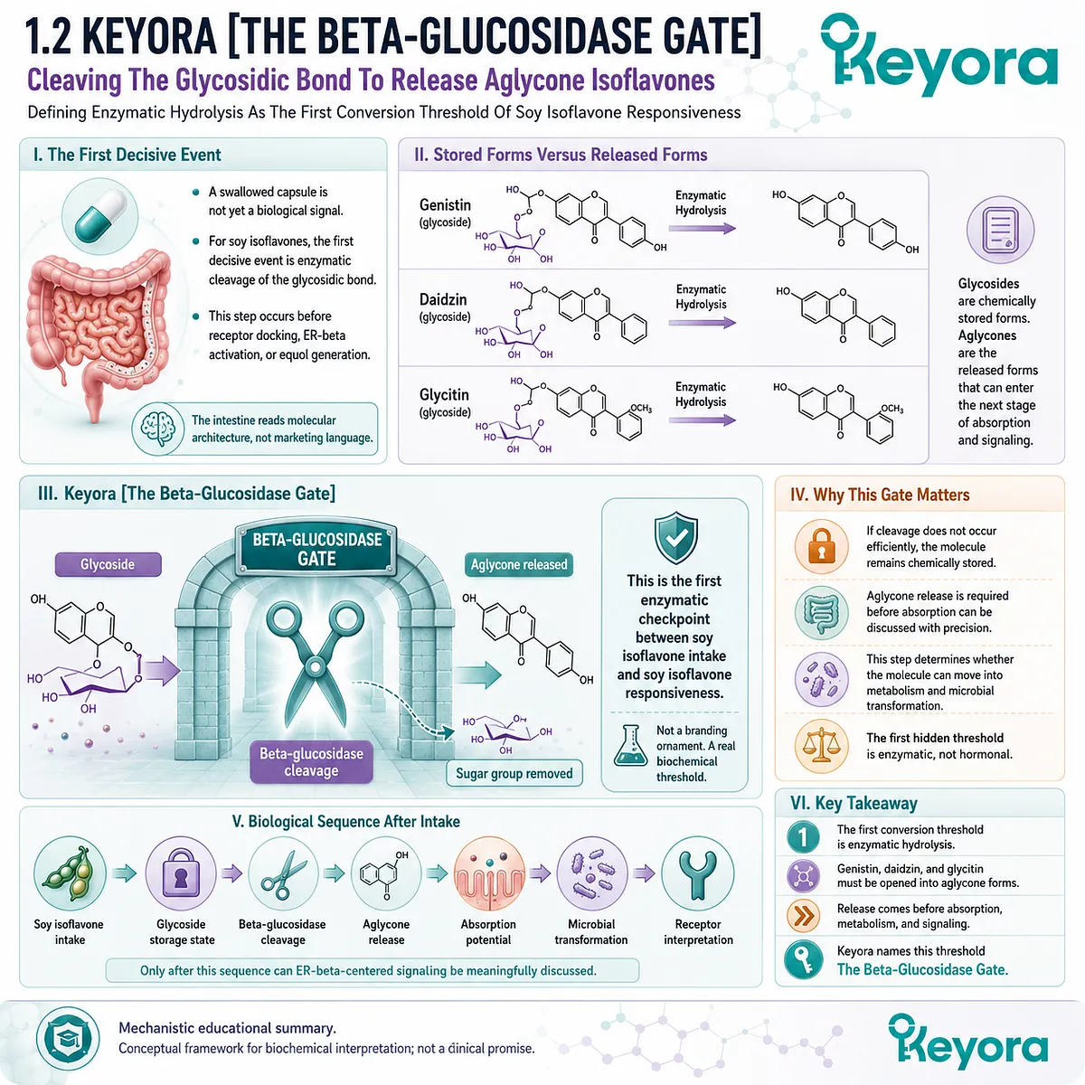 β-glucosidase hydrolysis unlocks glycoside-bound soy isoflavones, enabling aglycone release and ER-β signaling initiation. β-glucosidase hydrolysis unlocks glycoside-bound soy isoflavones, enabling aglycone release and ER-β signaling initiation.