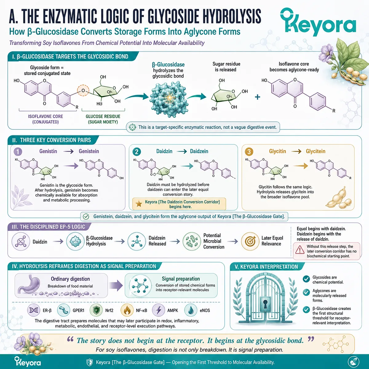 β-glucosidase hydrolysis converts genistin and daidzin into aglycones, enabling ER-β signaling and metabolic pathway activation. β-glucosidase hydrolysis converts genistin and daidzin into aglycones, enabling ER-β signaling and metabolic pathway activation.