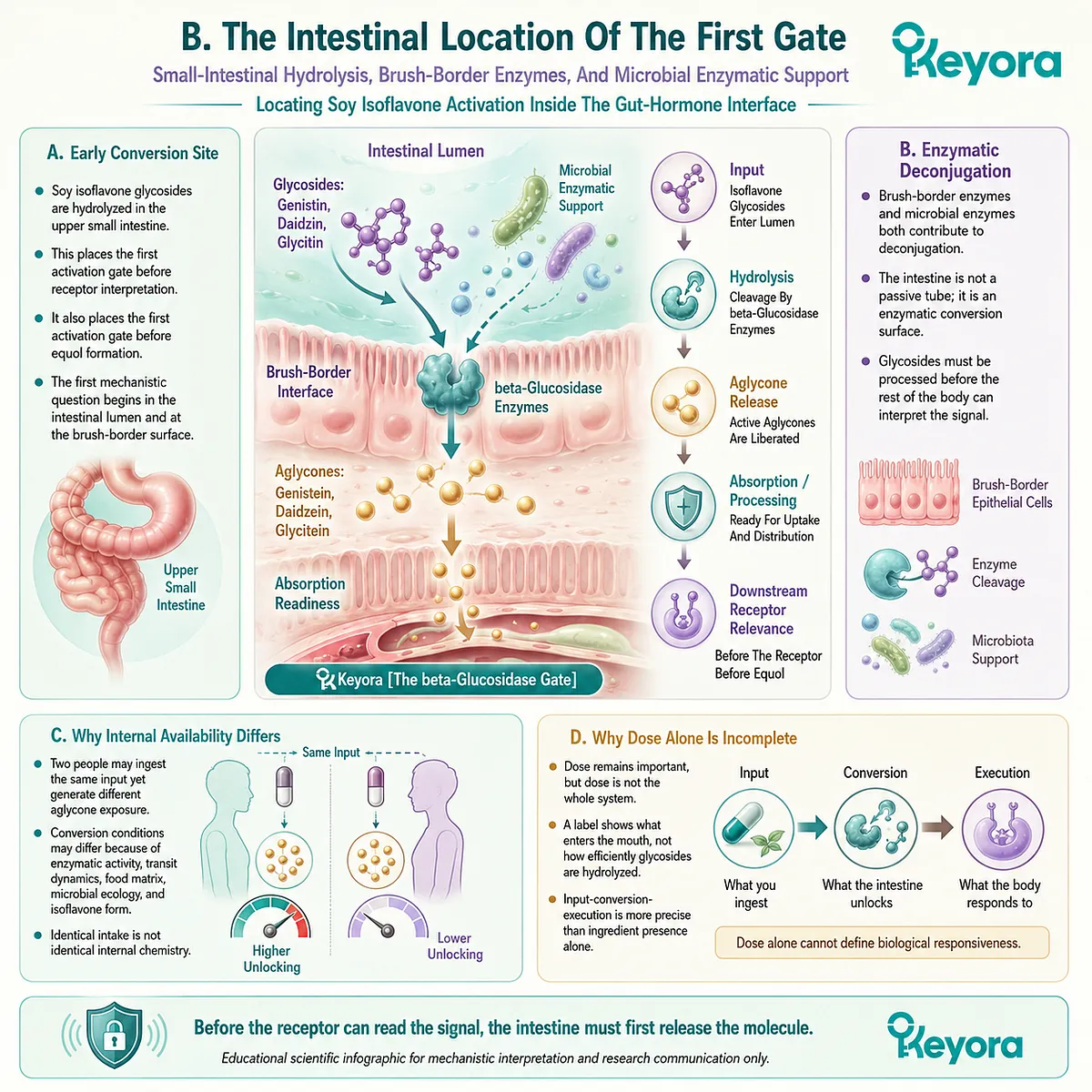 Brush-border β-glucosidase and gut microbial enzymes govern soy isoflavone hydrolysis, shaping ER-β and metabolic signaling access. Brush-border β-glucosidase and gut microbial enzymes govern soy isoflavone hydrolysis, shaping ER-β and metabolic signaling access.