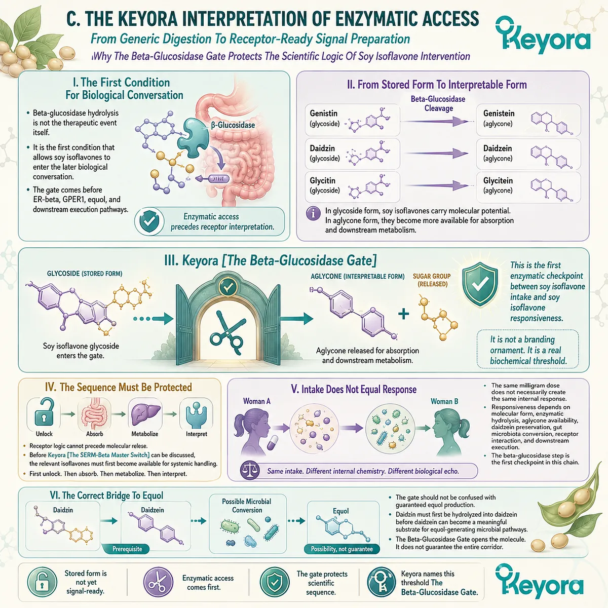 The β-Glucosidase Gate converts glycoside isoflavones into receptor-ready aglycones, enabling ER-β and metabolic signaling pathways. The β-Glucosidase Gate converts glycoside isoflavones into receptor-ready aglycones, enabling ER-β and metabolic signaling pathways.