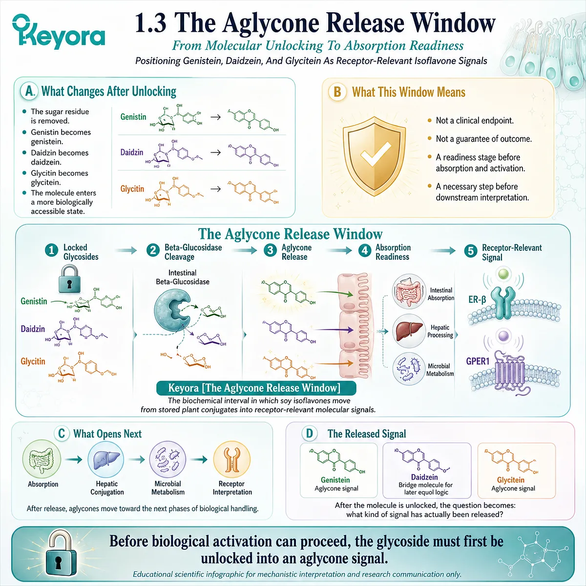 The Aglycone Release Window exposes genistein, daidzein, and glycitein for ER-β signaling and microbial conversion readiness. The Aglycone Release Window exposes genistein, daidzein, and glycitein for ER-β signaling and microbial conversion readiness.