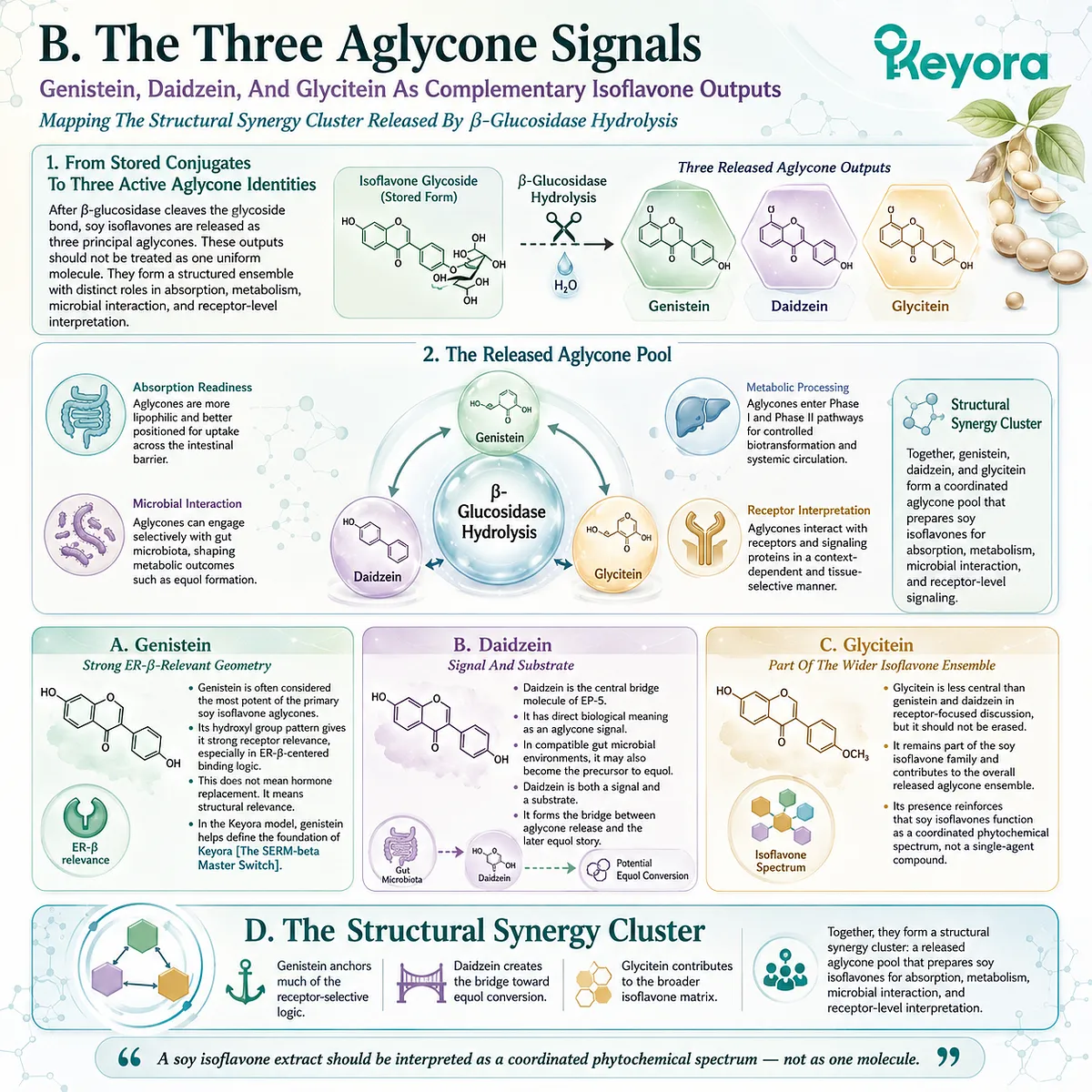 Genistein, daidzein, and glycitein form a structural synergy cluster driving ER-β signaling and microbial conversion pathways. Genistein, daidzein, and glycitein form a structural synergy cluster driving ER-β signaling and microbial conversion pathways.