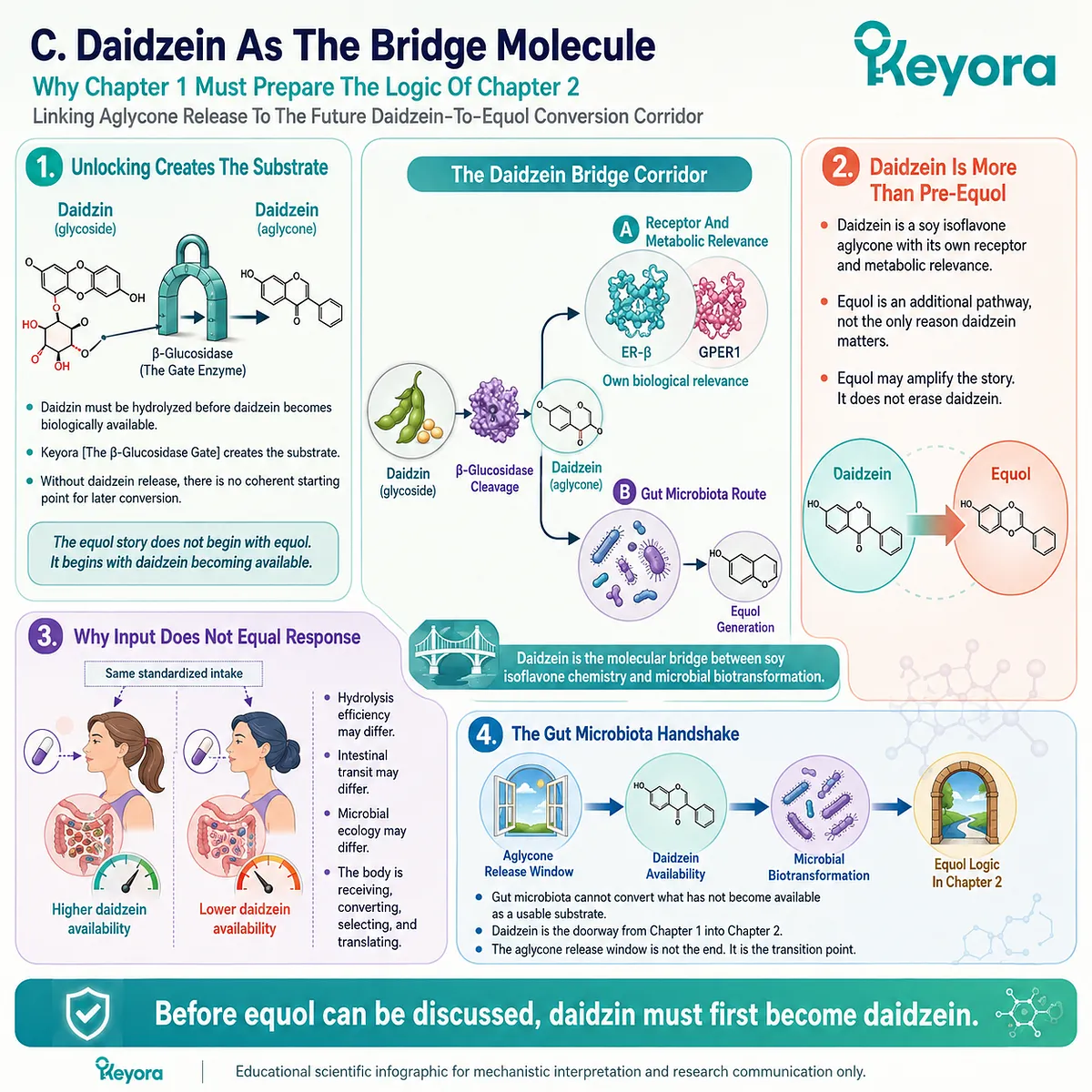 Daidzein bridges soy isoflavone hydrolysis and equol biotransformation, shaping ER-β signaling and microbial metabolic translation. Daidzein bridges soy isoflavone hydrolysis and equol biotransformation, shaping ER-β signaling and microbial metabolic translation.