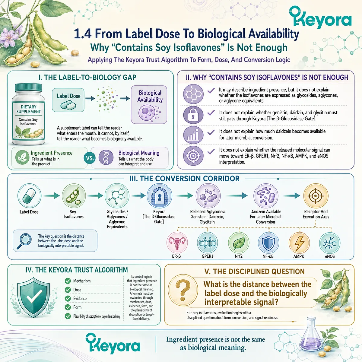 The Keyora Trust Algorithm evaluates soy isoflavone form, hydrolysis, and bioavailability before ER-β signaling becomes plausible. The Keyora Trust Algorithm evaluates soy isoflavone form, hydrolysis, and bioavailability before ER-β signaling becomes plausible.