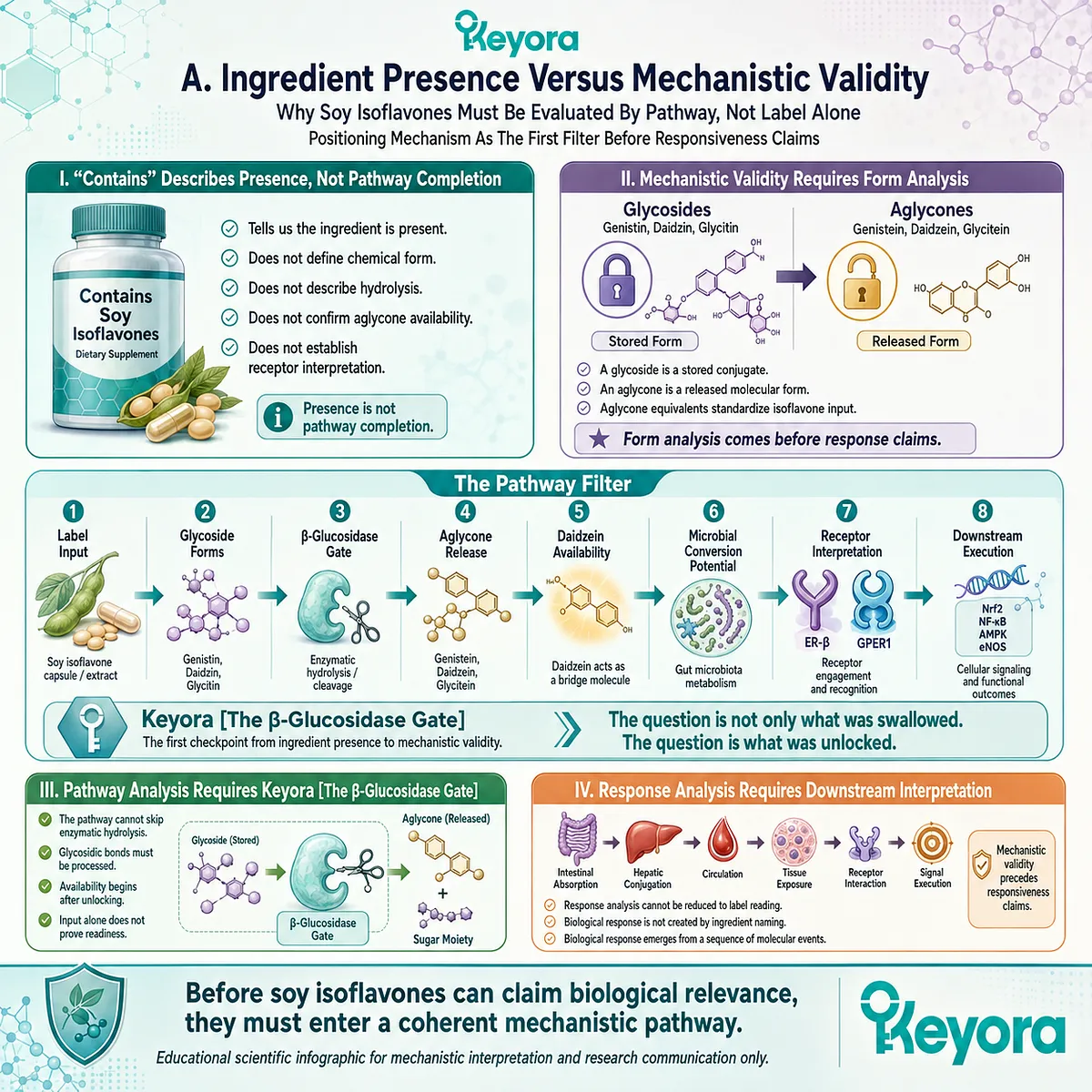 Soy isoflavone responsiveness depends on hydrolysis, aglycone release, and ER-β pathway execution beyond ingredient labeling alone. Soy isoflavone responsiveness depends on hydrolysis, aglycone release, and ER-β pathway execution beyond ingredient labeling alone.