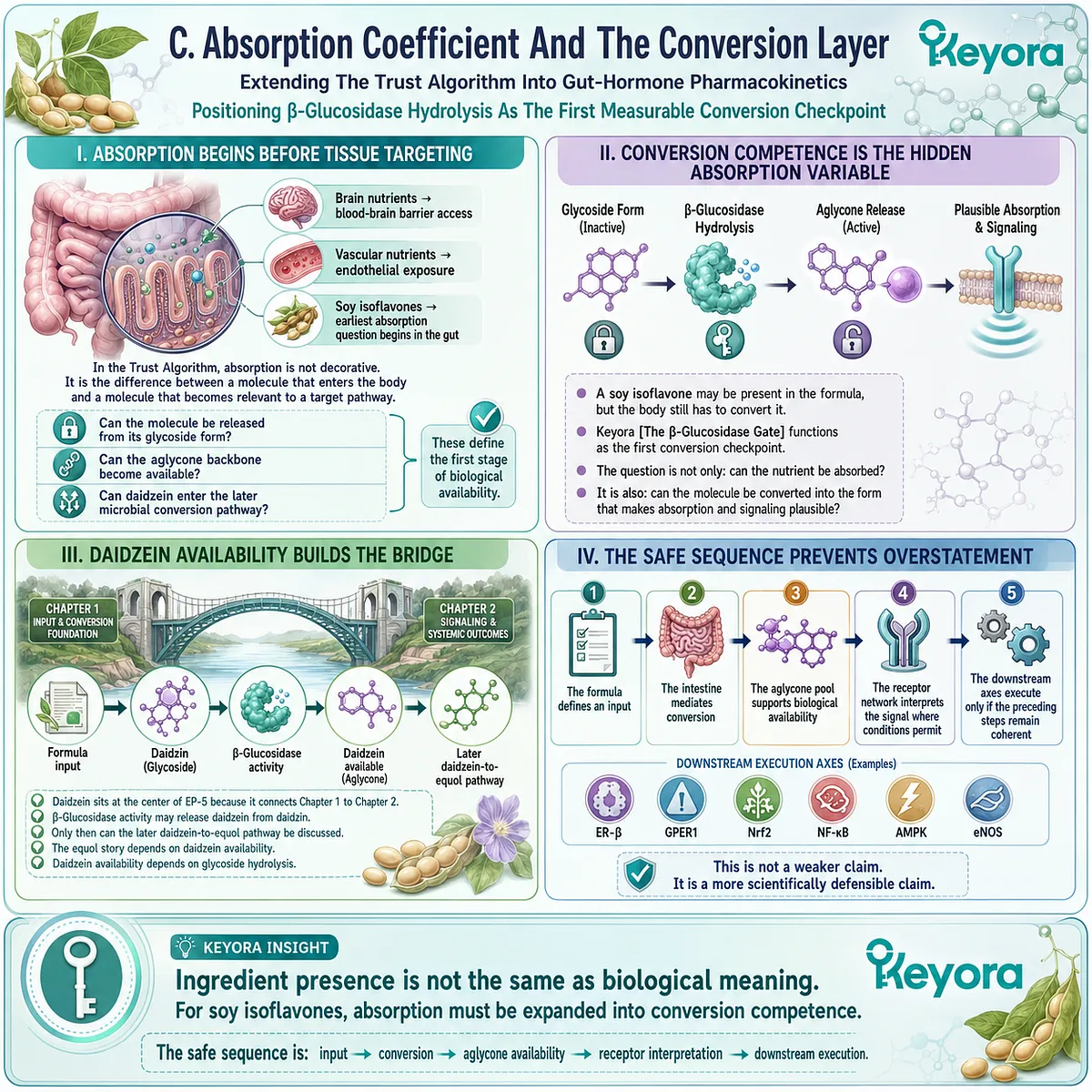 β-glucosidase hydrolysis governs soy isoflavone conversion competence, shaping aglycone availability and ER-β signaling plausibility. β-glucosidase hydrolysis governs soy isoflavone conversion competence, shaping aglycone availability and ER-β signaling plausibility.